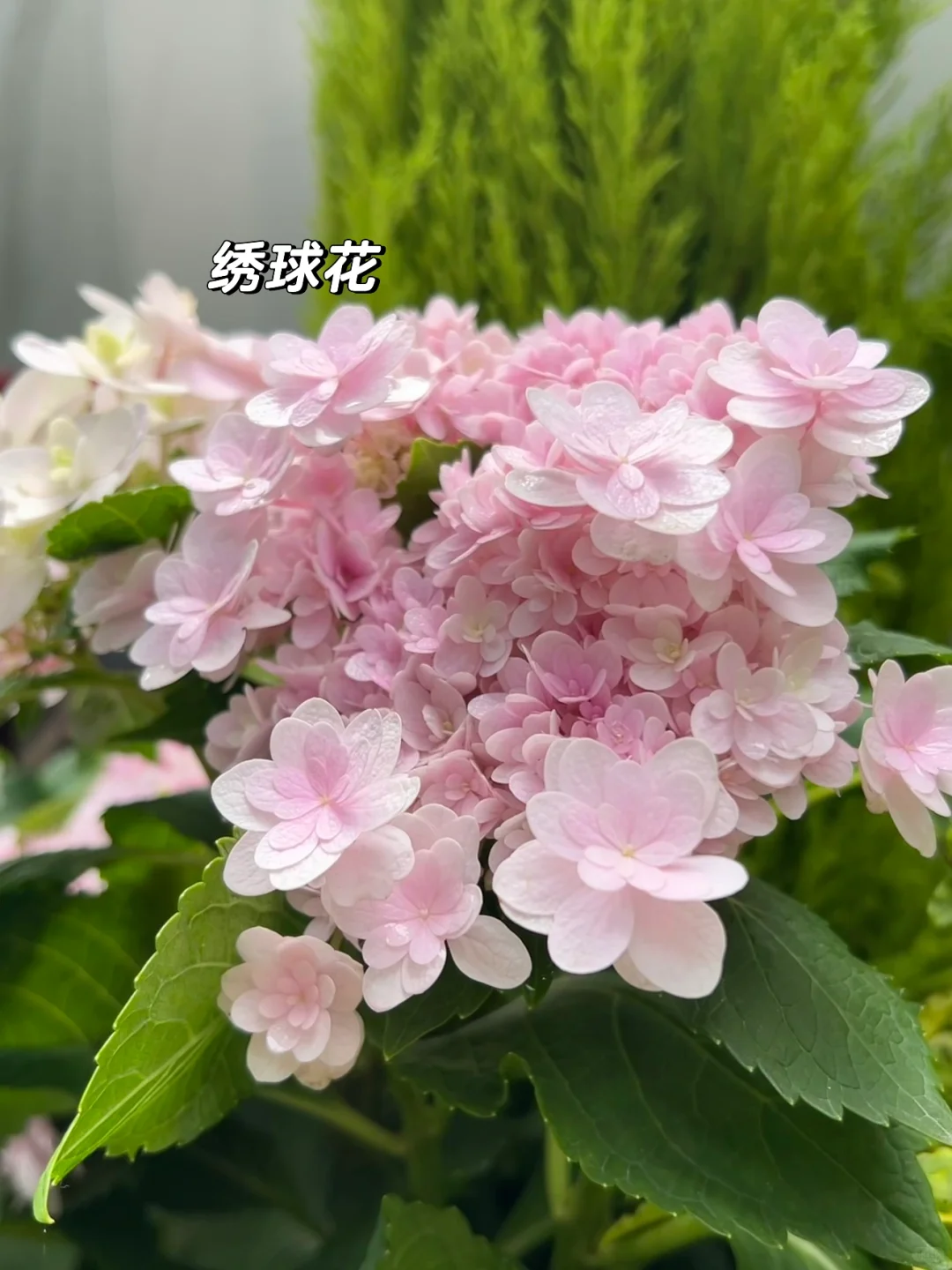 ?花园植物搭配｜普通人自己买植物装的花园