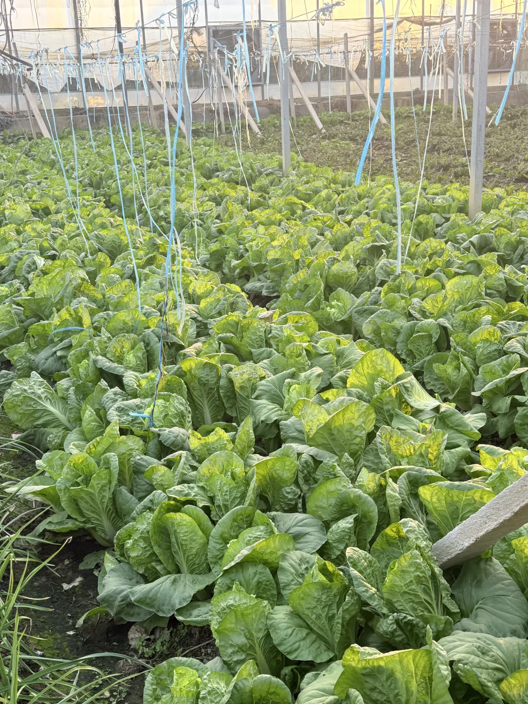 合肥亲子｜摘蘑菇?蔬菜?火龙果?