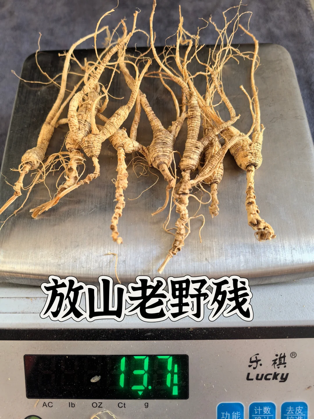 20年以上林下老野残