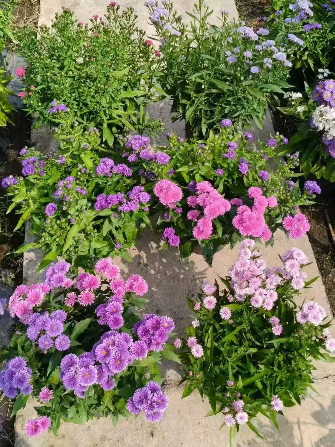 【苗木～紫菀】