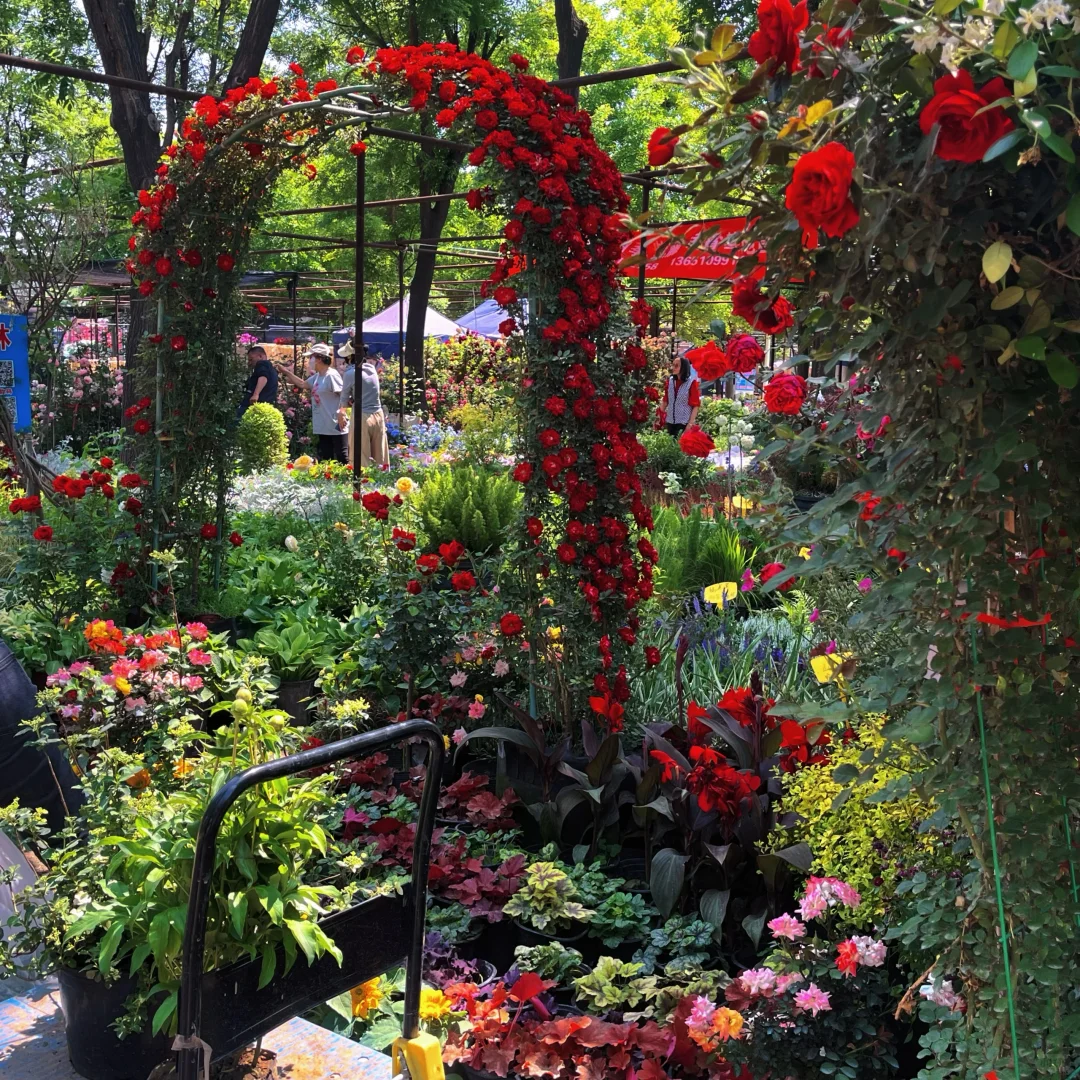 植物爱好者有自己的莫奈花园