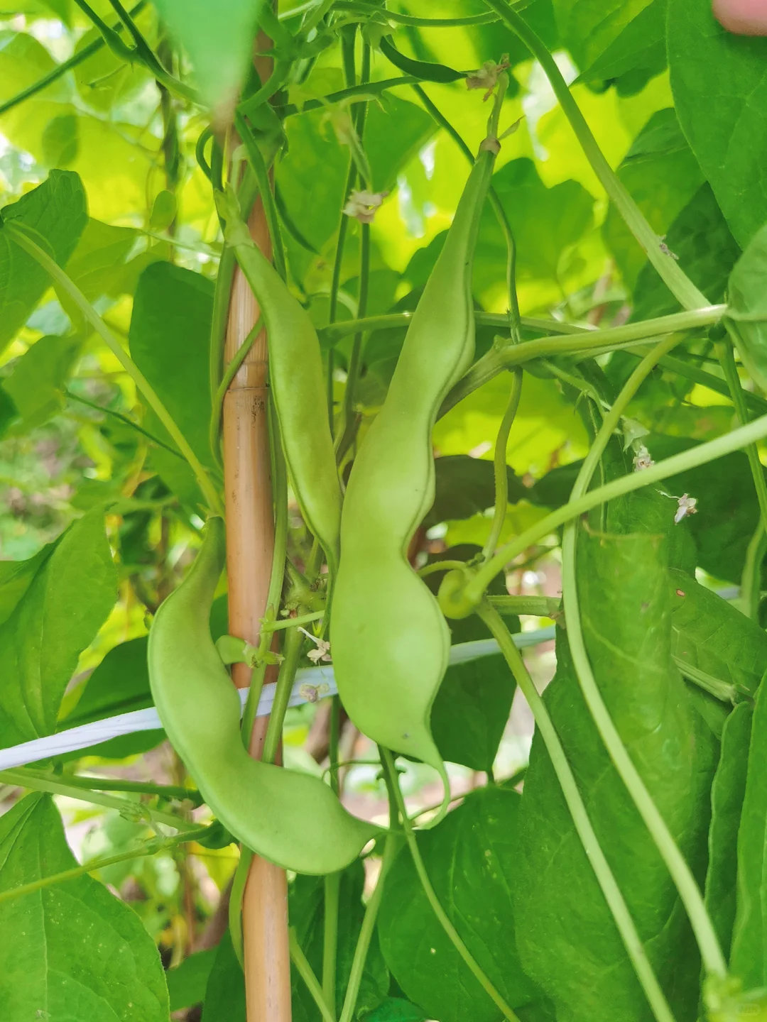 蔬菜品种合集???????