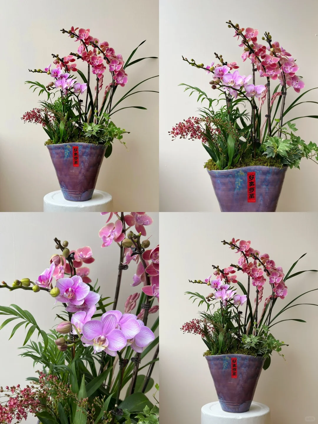2025年宵花｜蝴蝶兰的美说不出来 ～