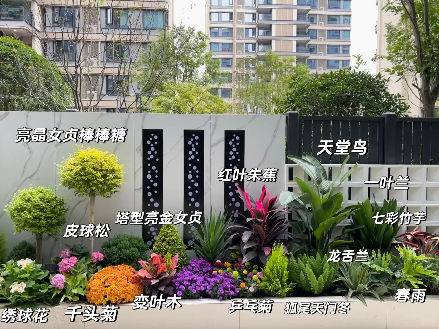 ?花园植物搭配｜普通人自己买植物装的花园