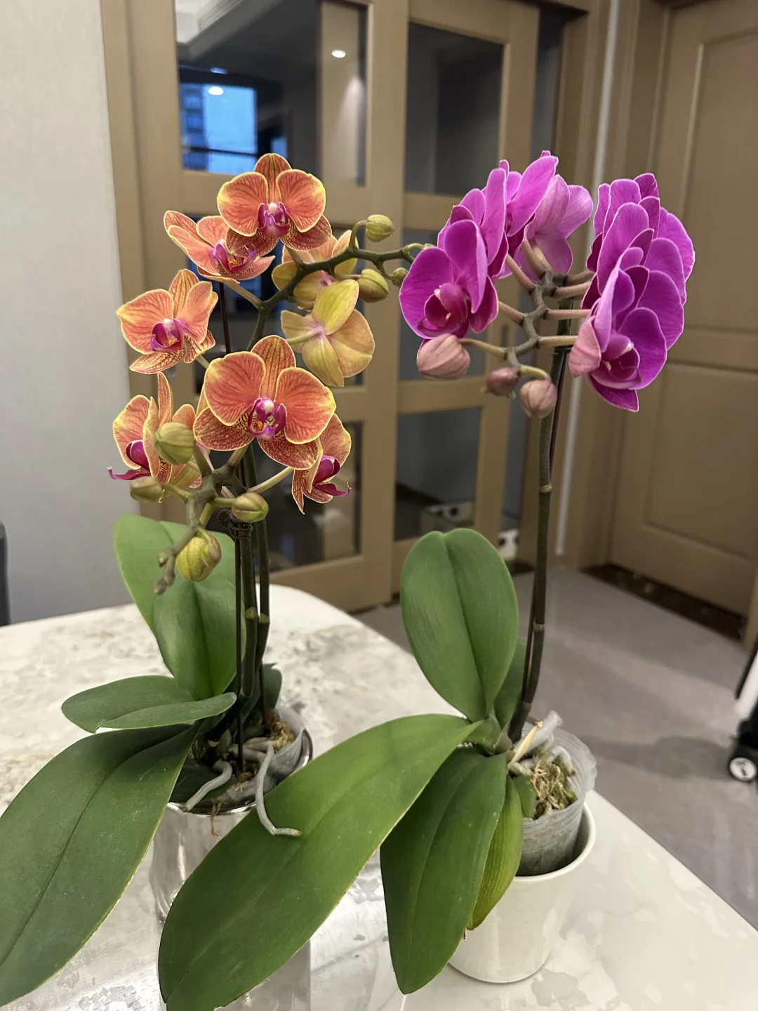 最近新入的蝴蝶兰，都超爱！还发现新基地