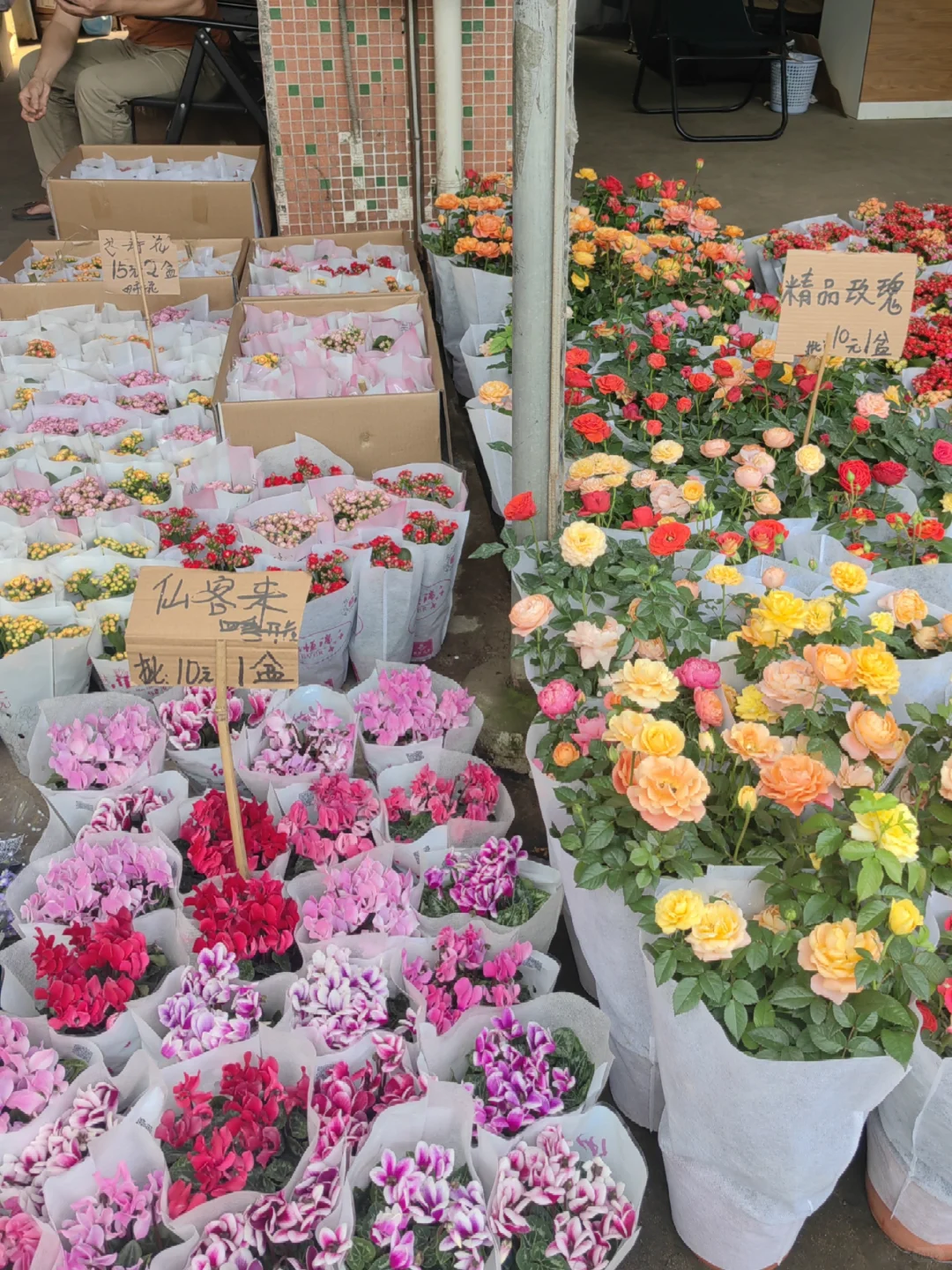 花花品种多了！2025.10.17岭南花卉市场