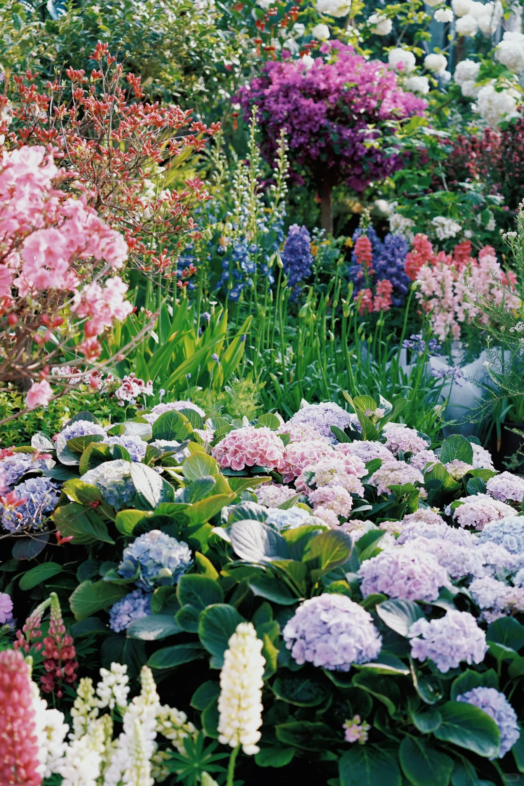 ?合肥的花市已经美到下一个level了！