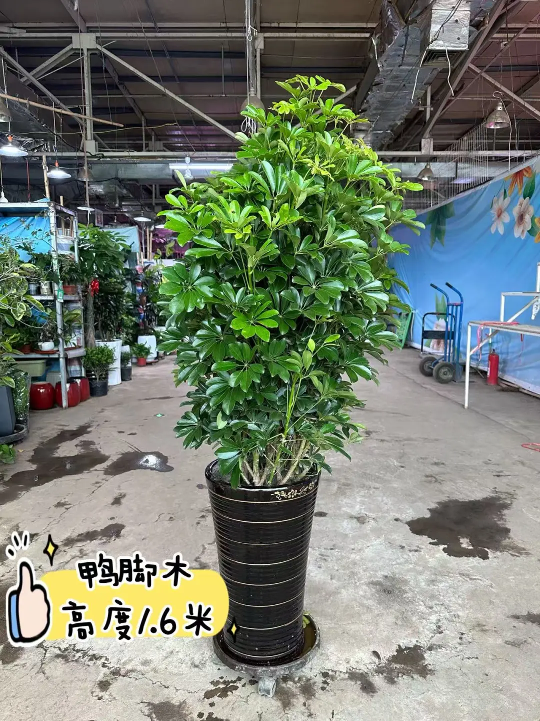 沈阳同城送货上门啦家人们?