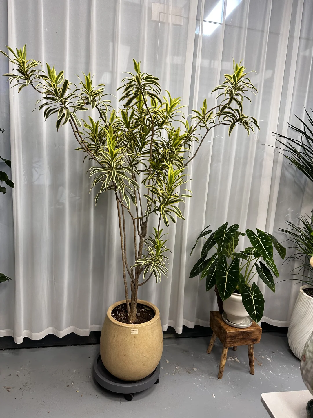 想看看你们的绿植！