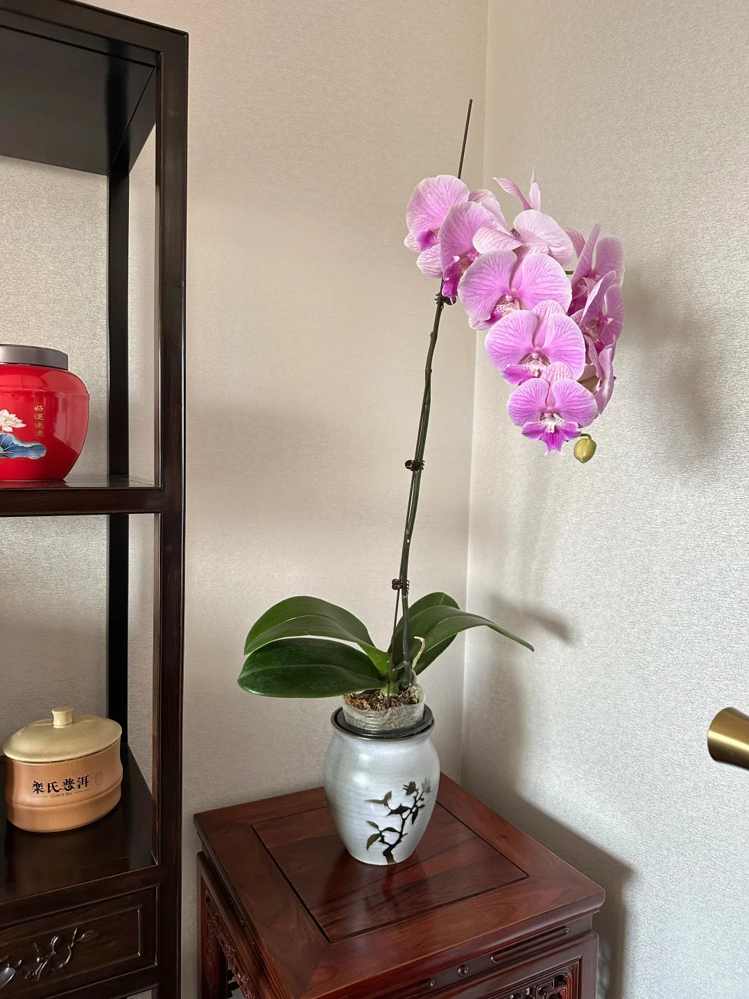 这个角落是属于蝴蝶兰的