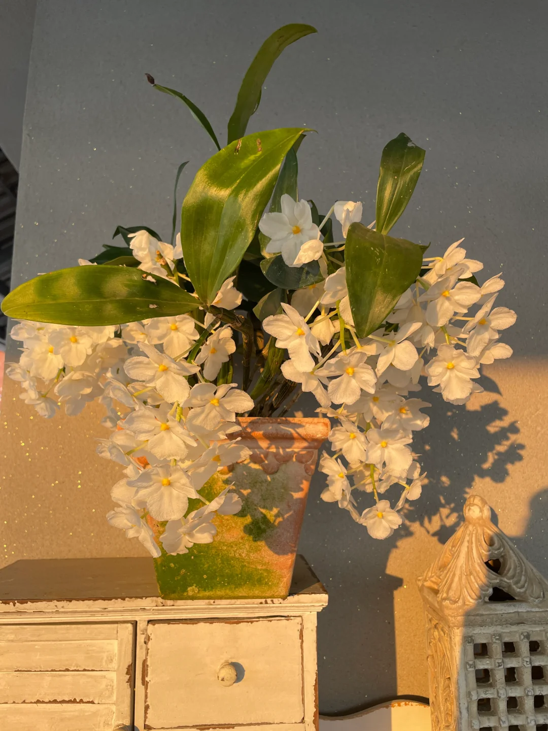 我的兰花（二）