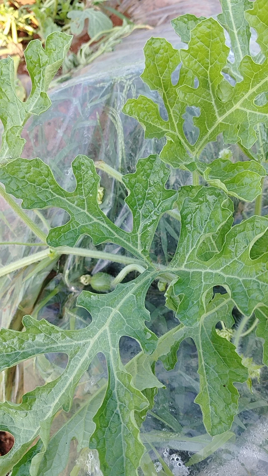 我的乡村生活菜地