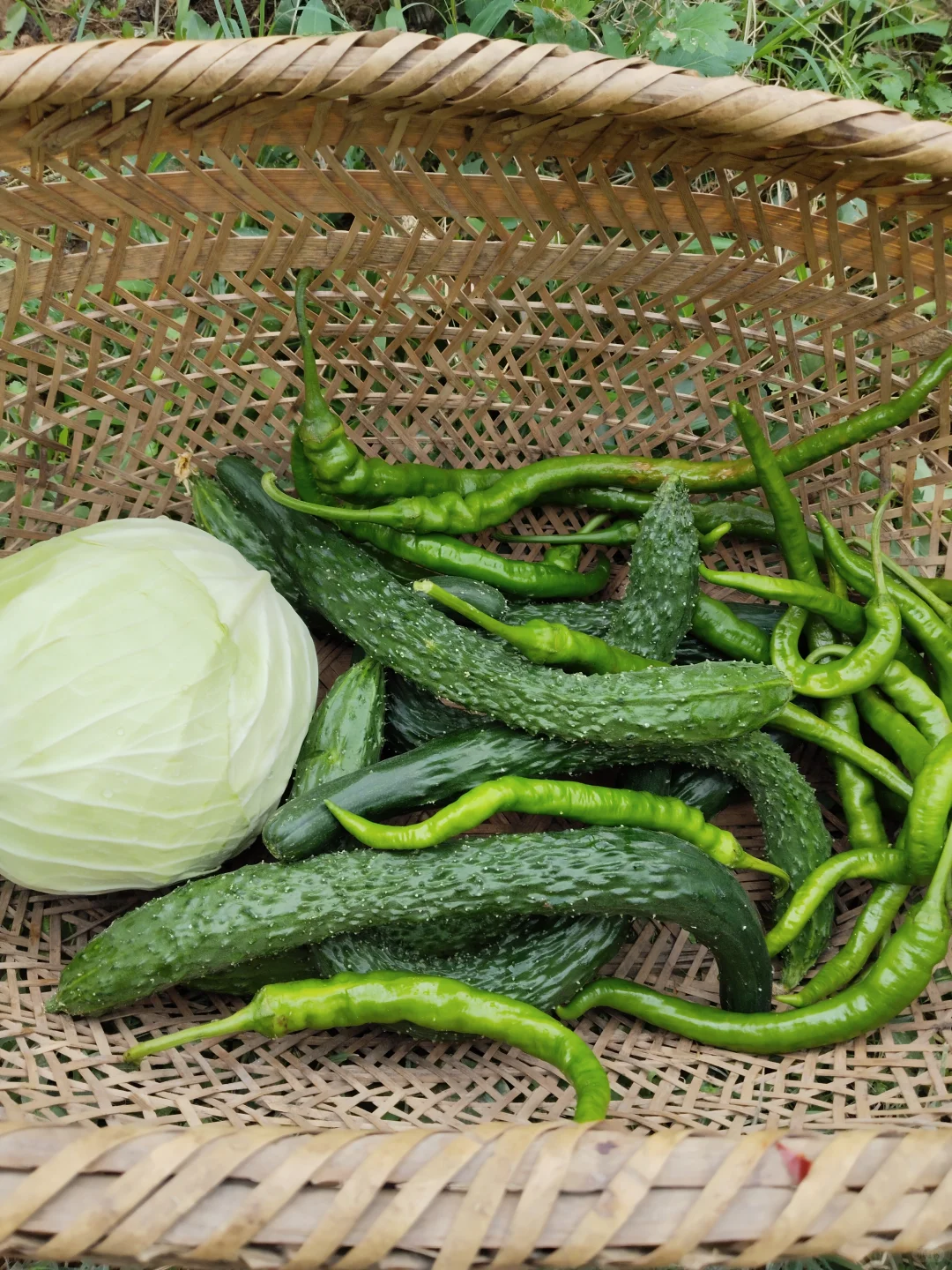 夏季蔬菜进入丰产期