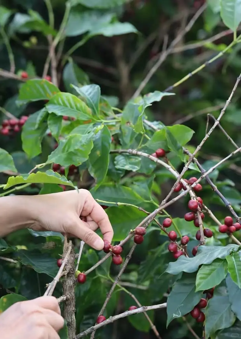 报名：云南产区游 | 生豆处理及烘焙综合课