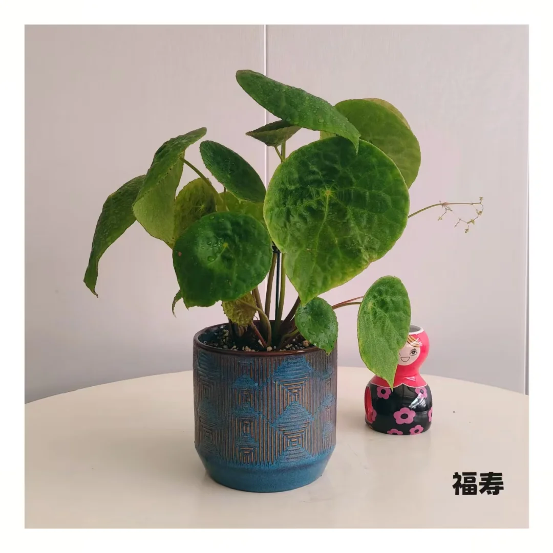 石家庄一株小绿植物摄影?合集～