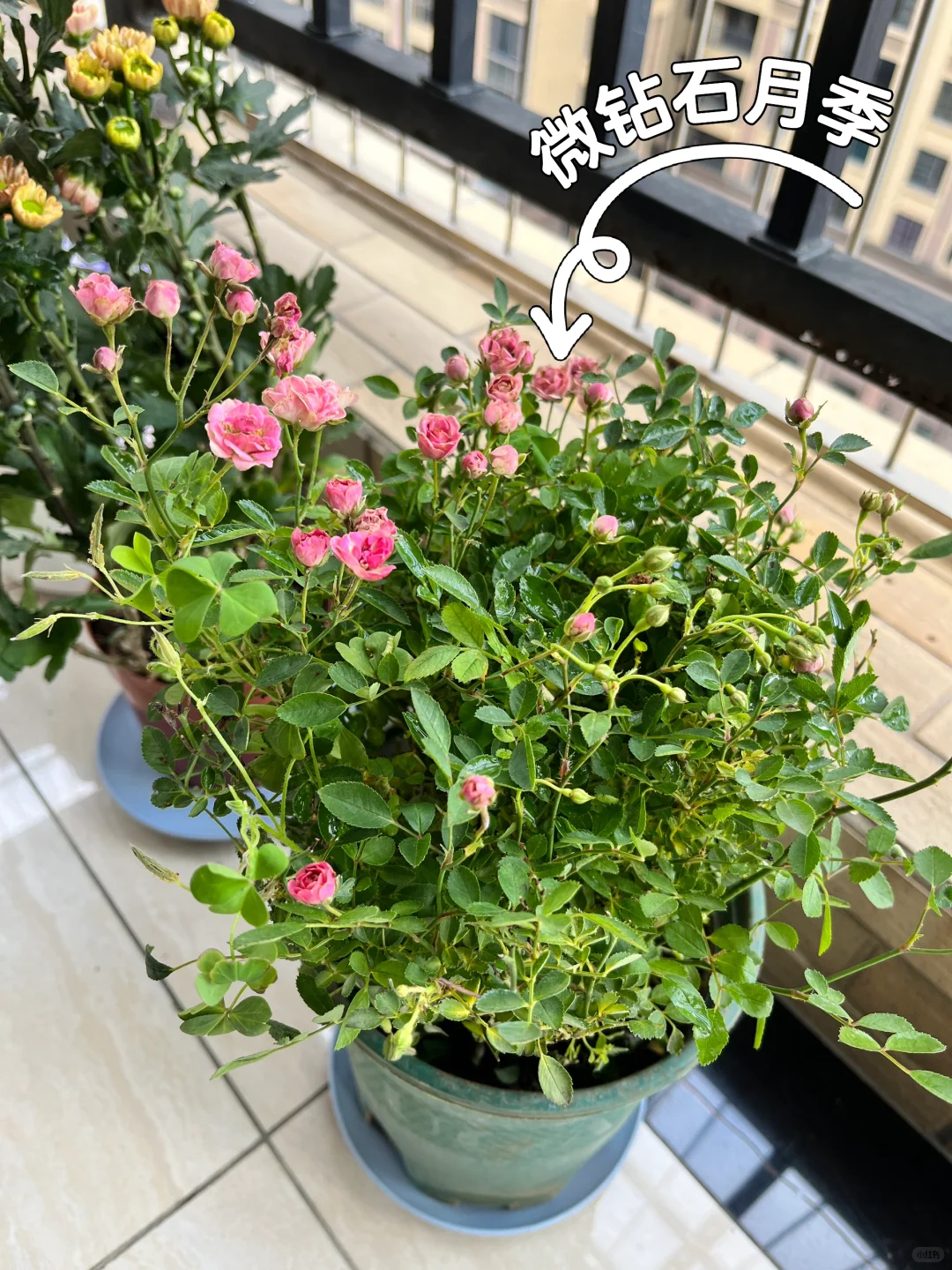 养花小白要开始入坑了