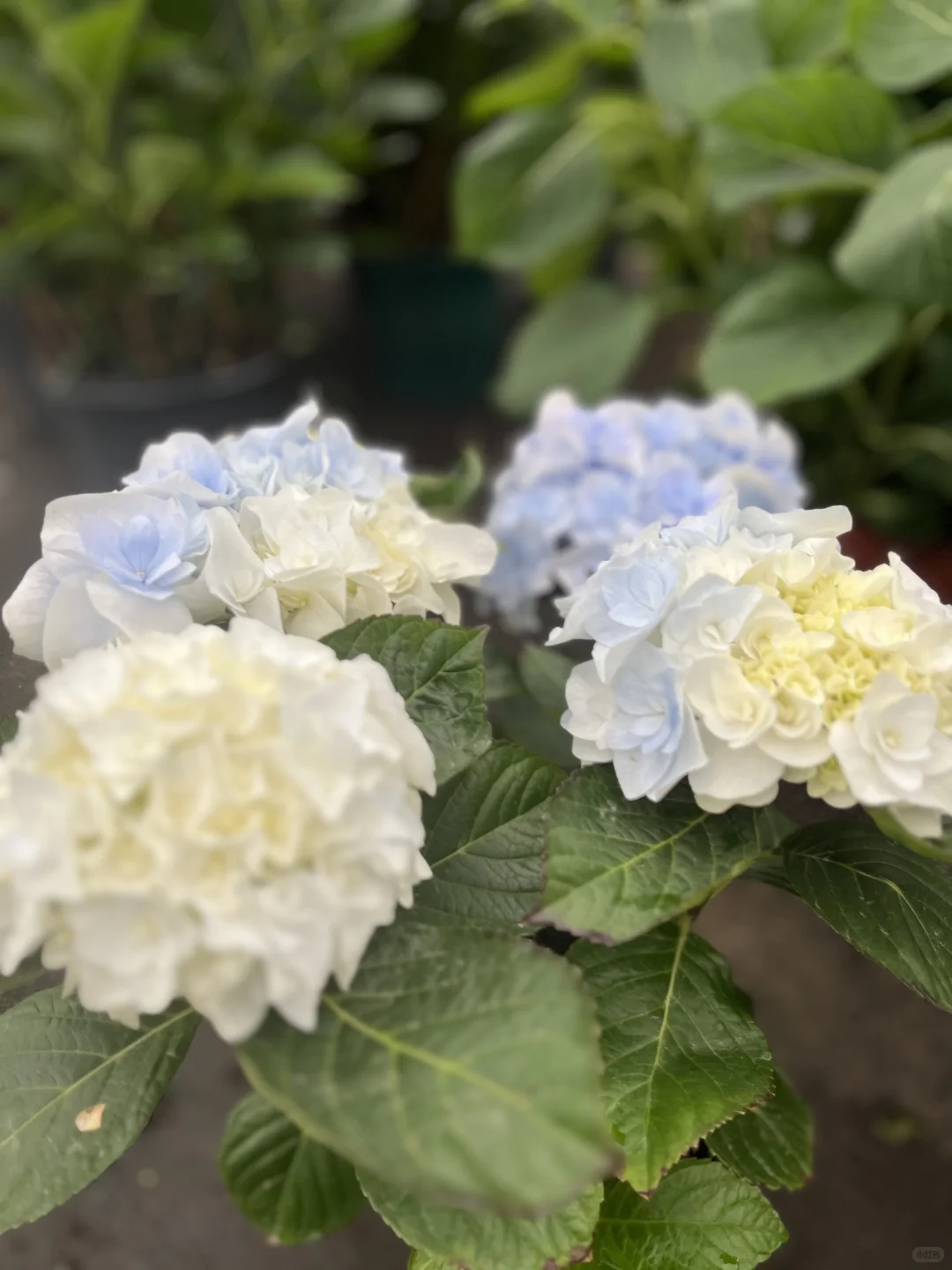 今天的绣球花也太治愈了～