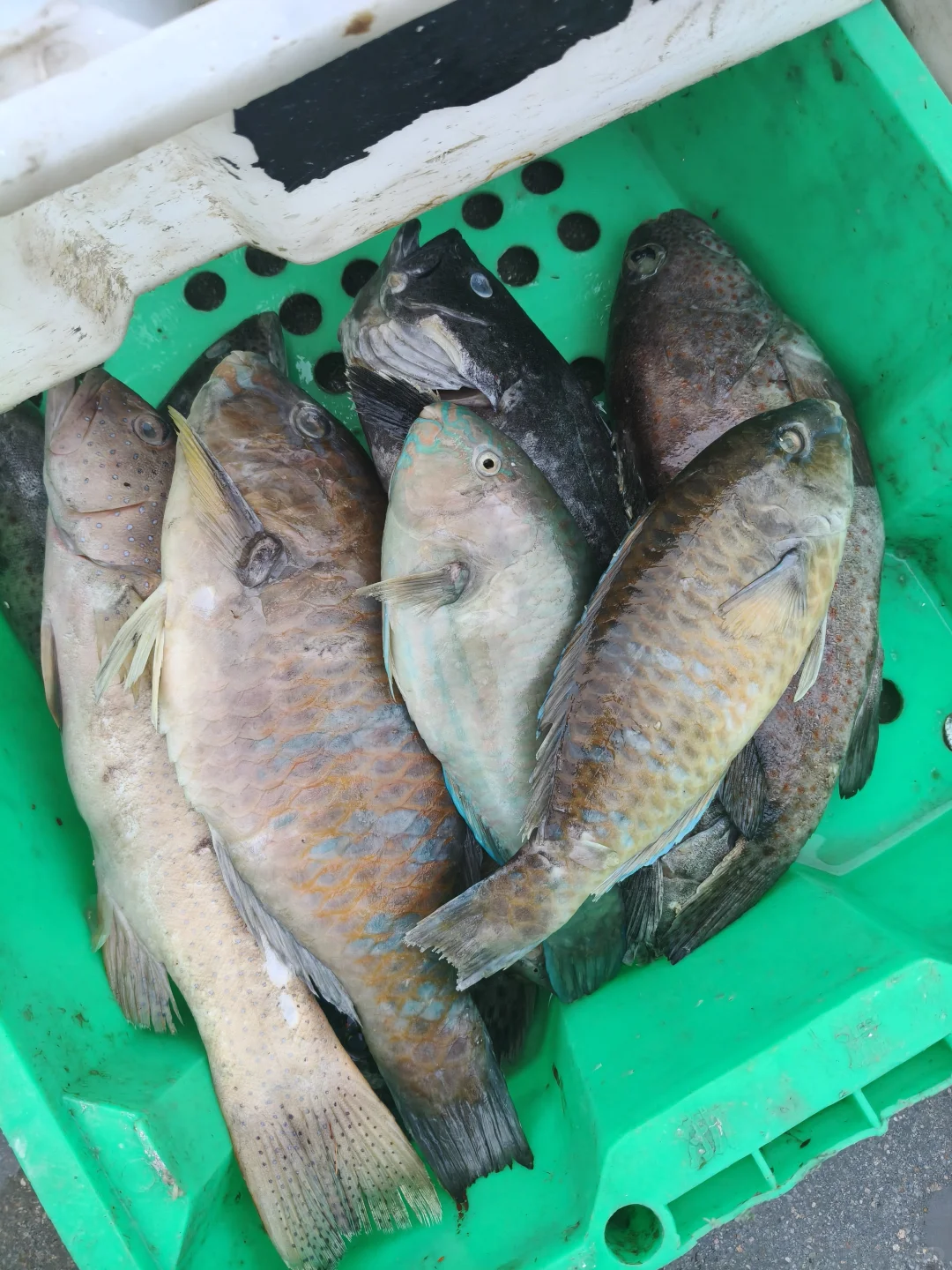 陵水本地人狂推❗️免费带买海鲜+自家加工