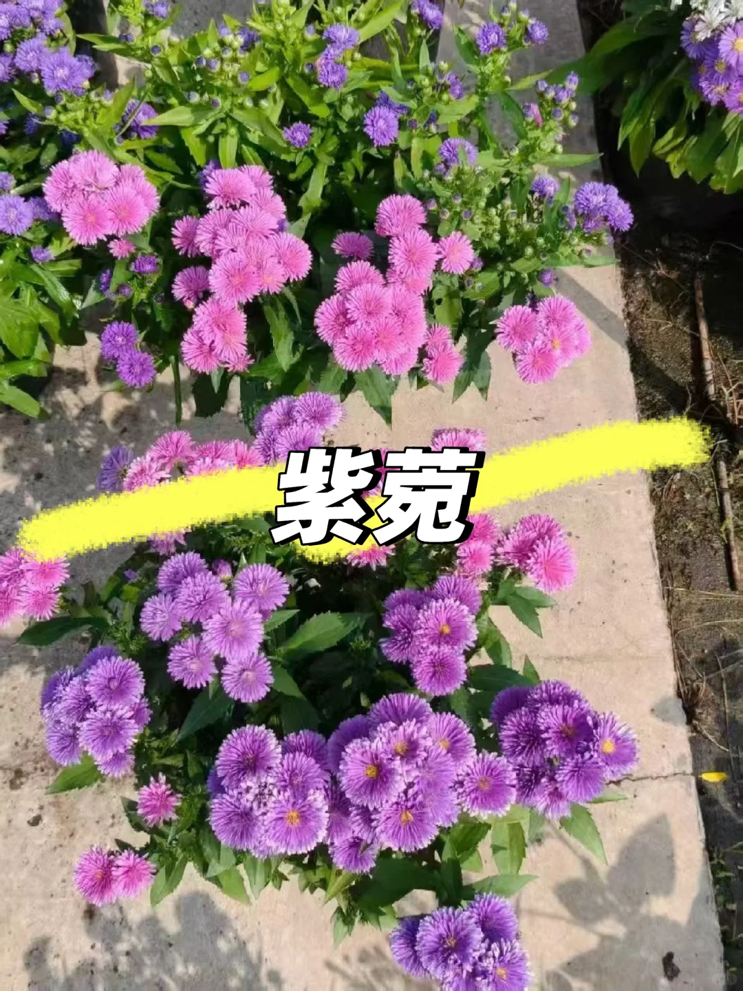 【苗木～紫菀】