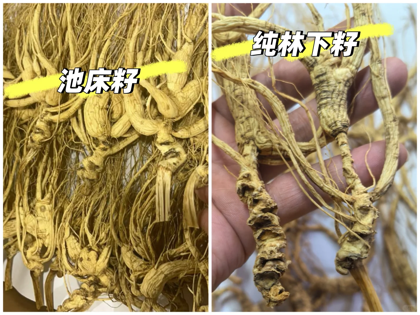 都是林下参都是籽货，相差的那是天壤之别。