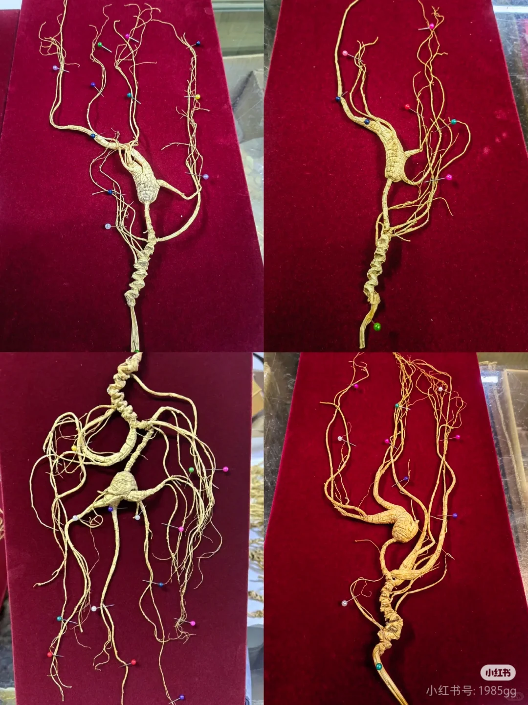 看看怎么选！林下参！