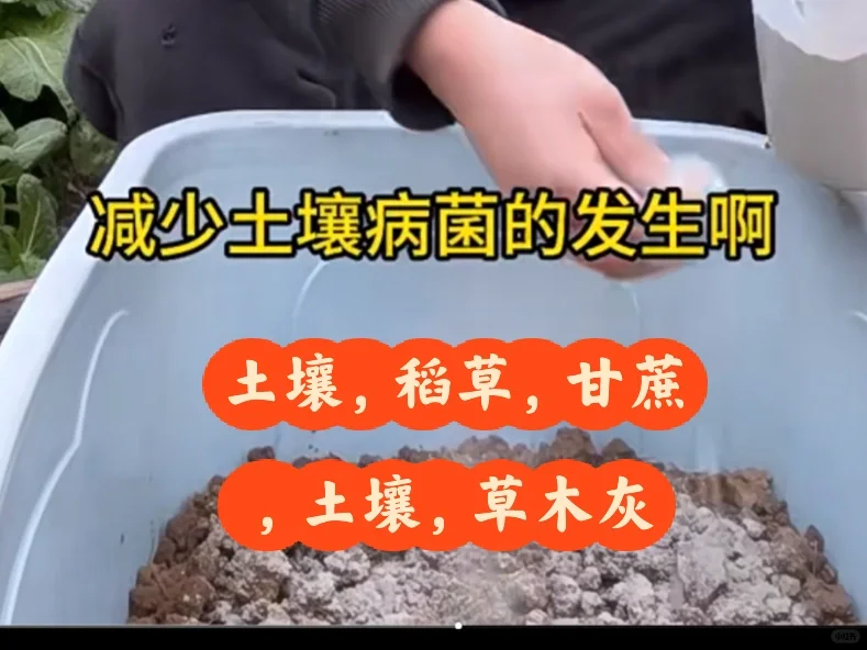 学习种植，存放甘蔗苗