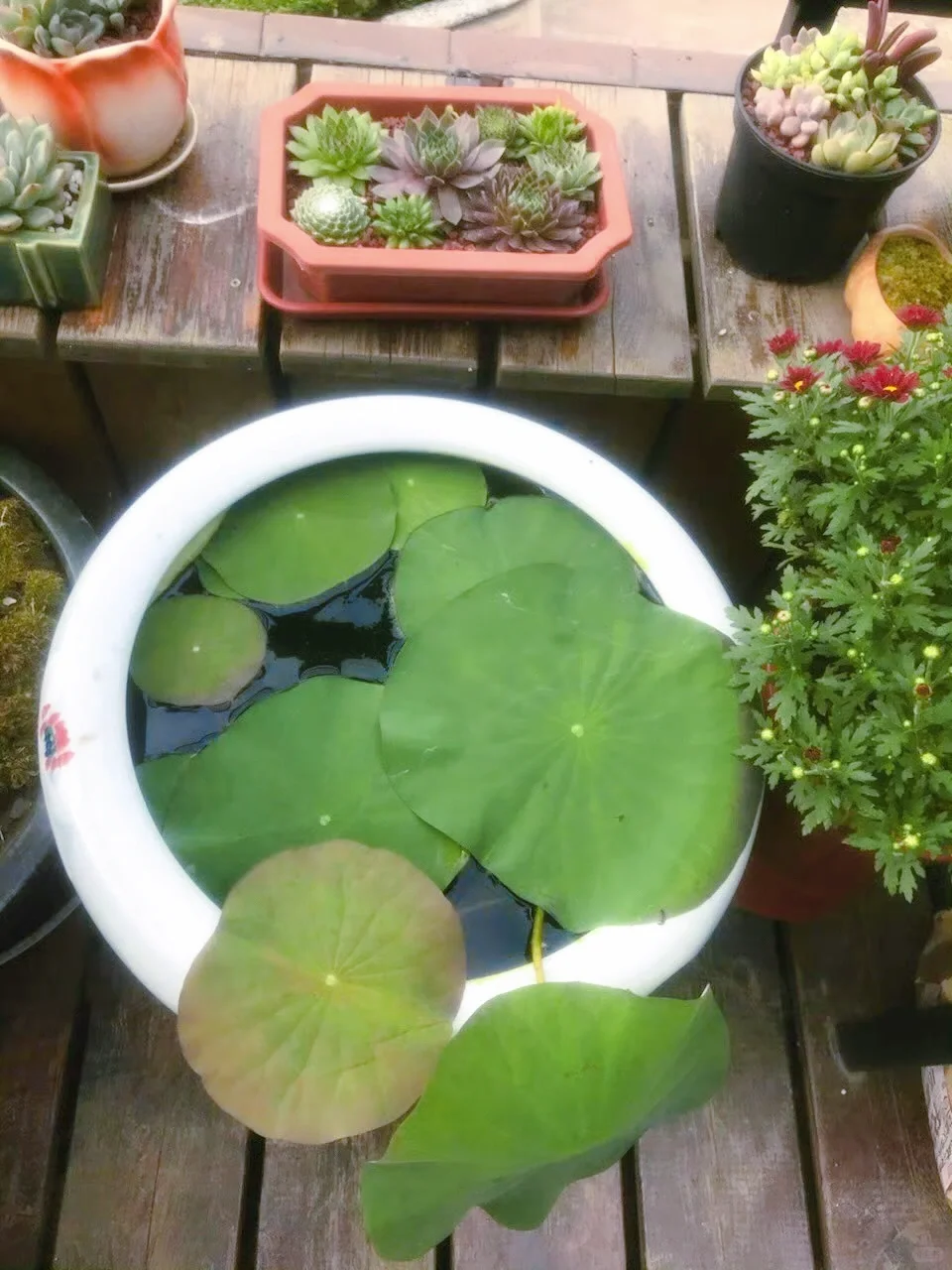 谁懂养花人的快乐?