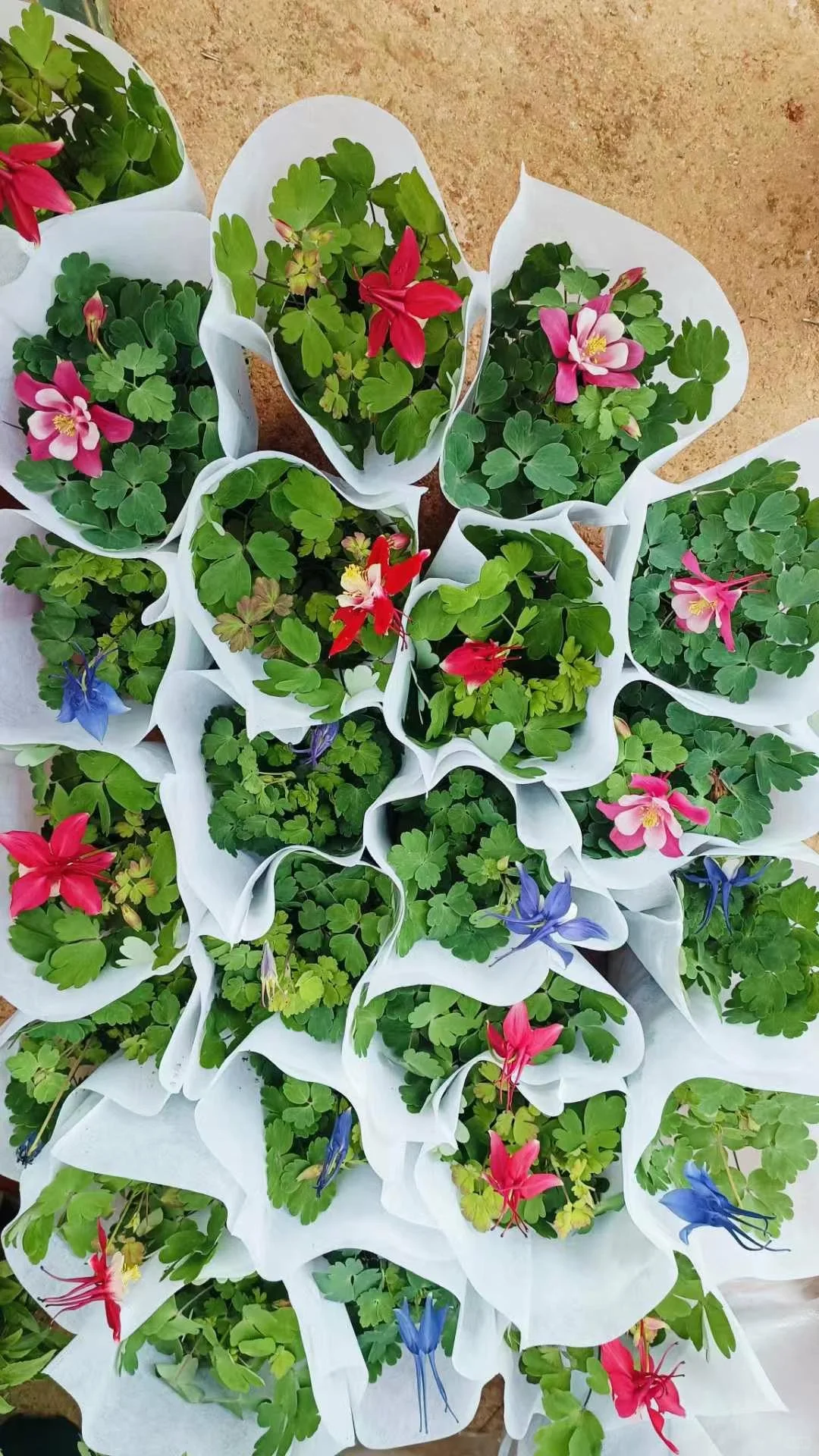 宝子们来猜猜你们认识那几款花花。