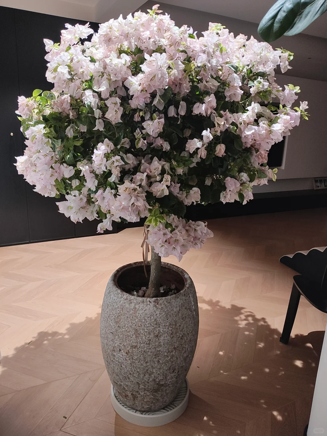 20万人看的三角梅到家第七天，坚持住啊宝子