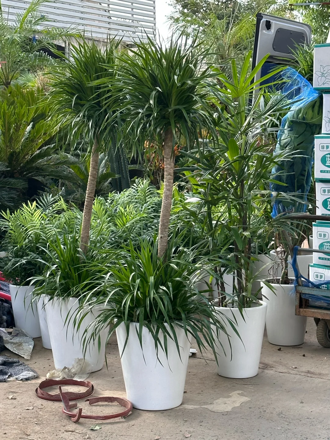 上海绿植同城配送?