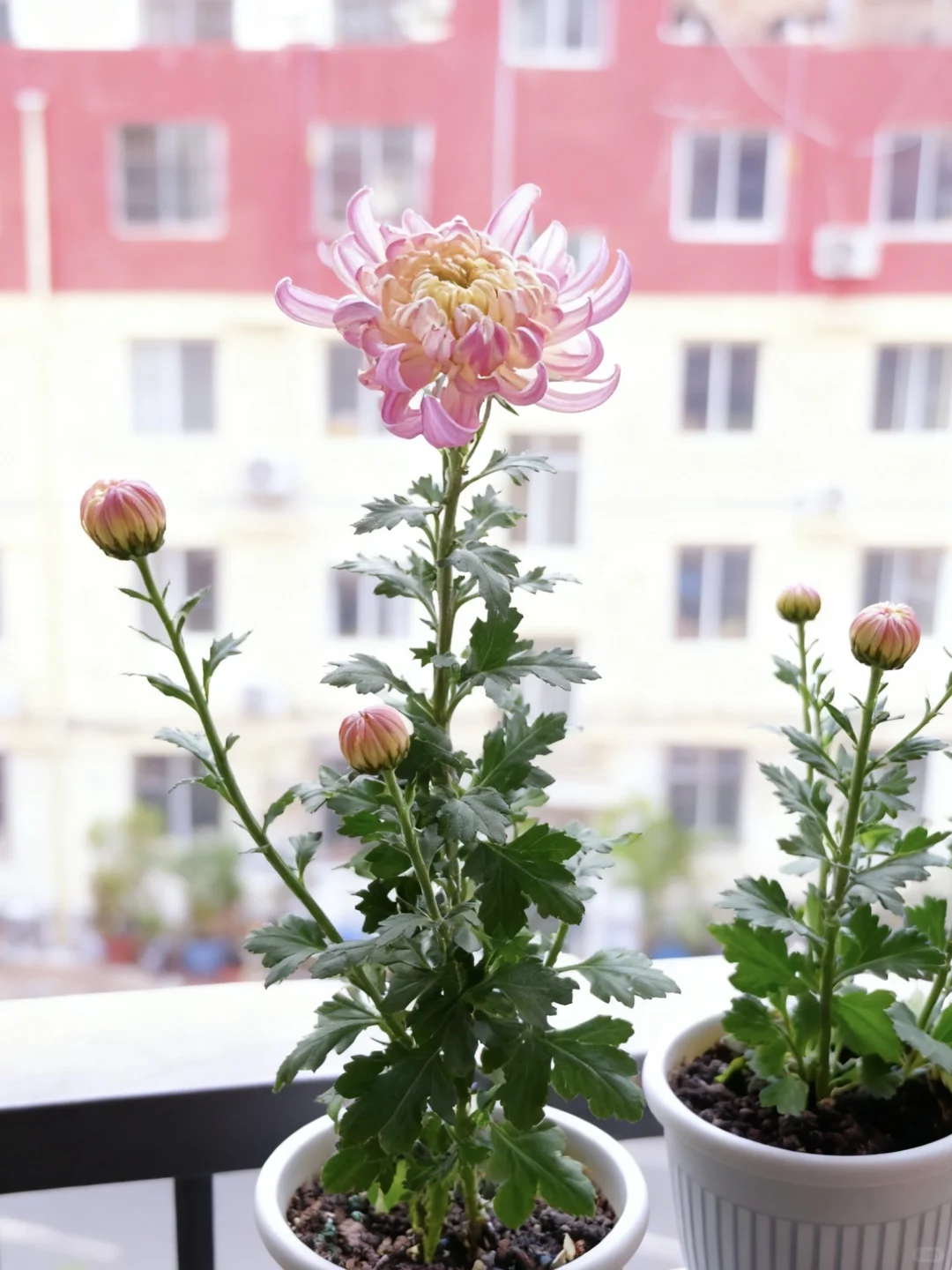 先声明，网购的，我只养了十来天！不要喷