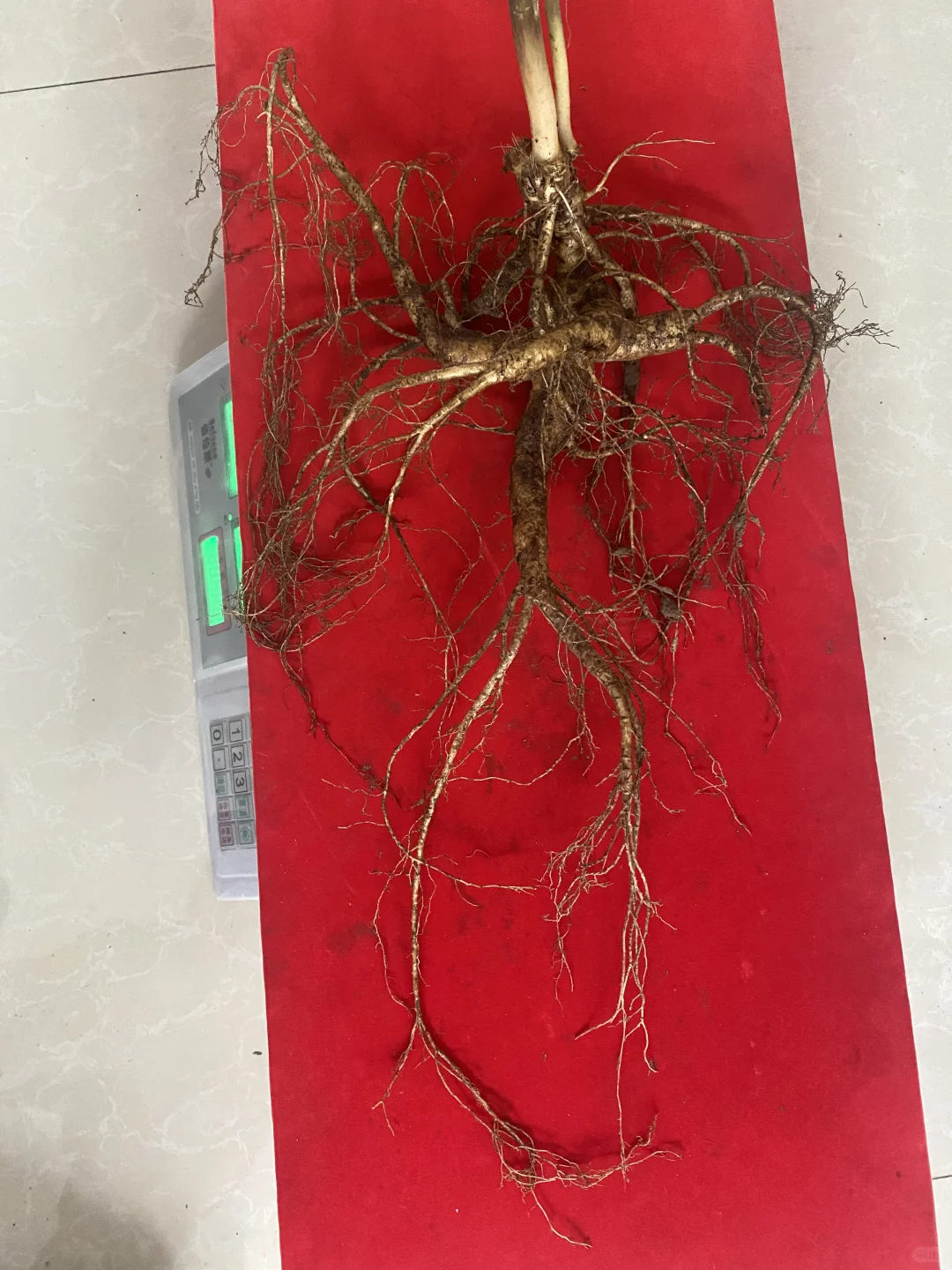 松树林里的林下参真大啊，半斤左右