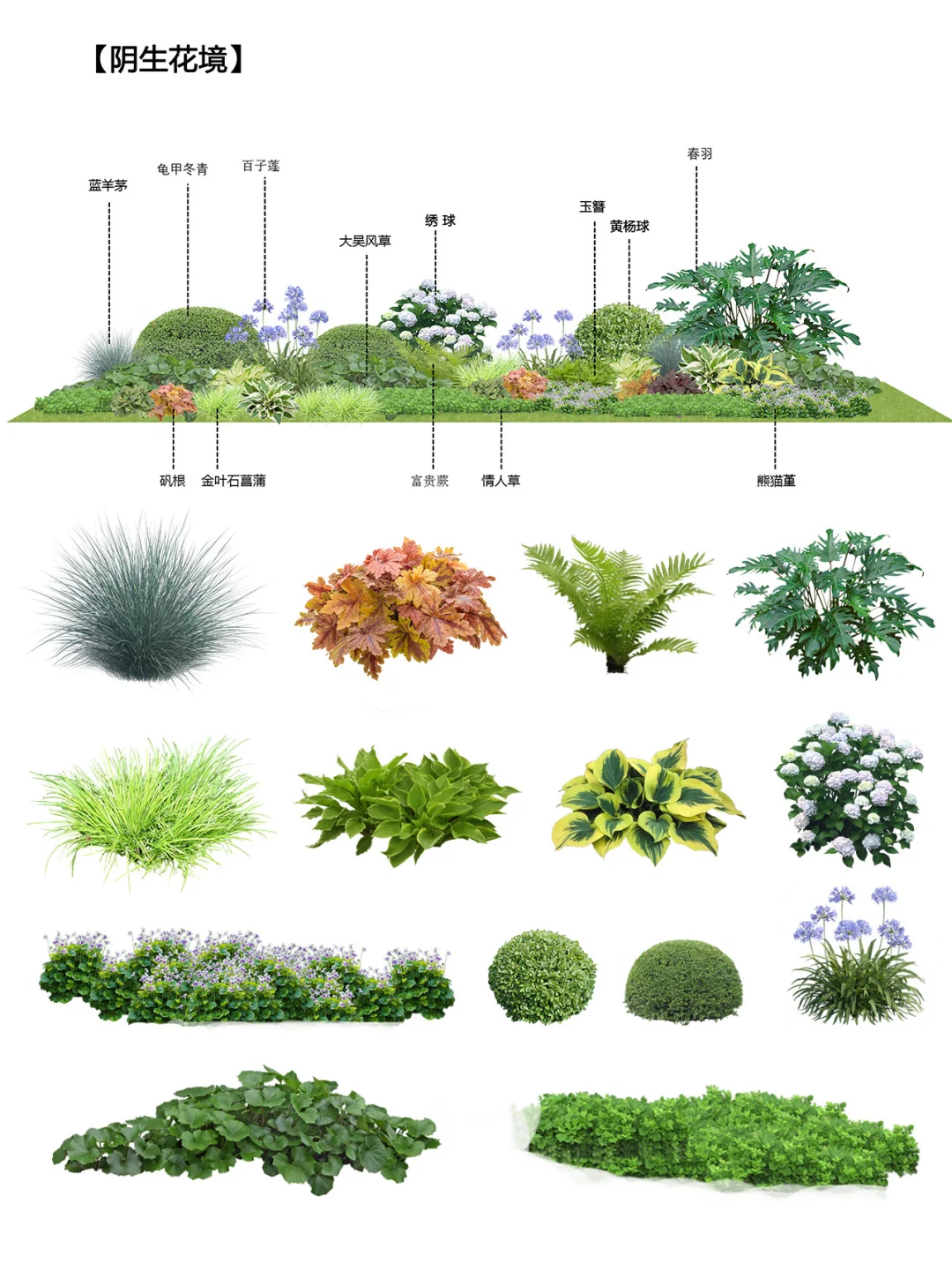 大合集l园林植物搭配小科普