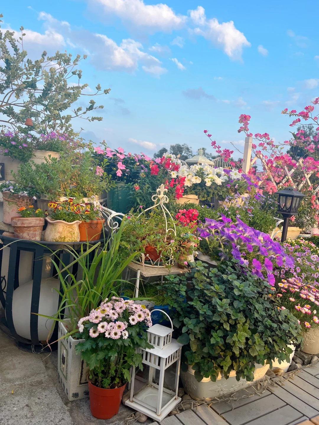 为什么我强烈推荐两广花友秋冬一定要种草花