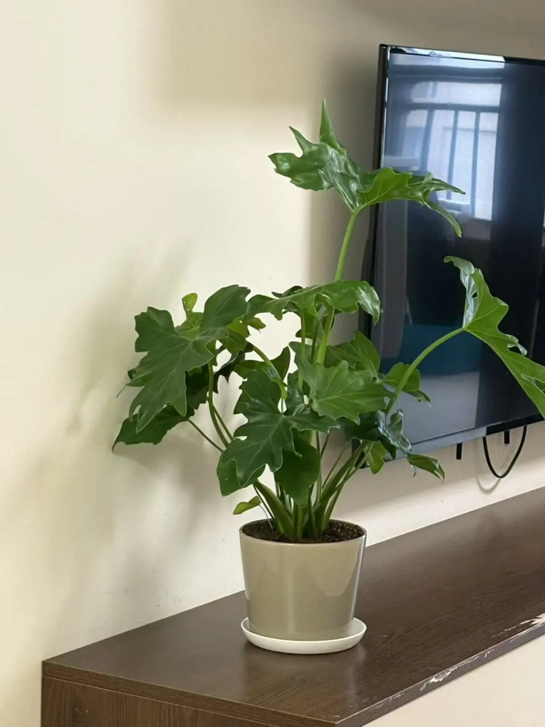 绿植杀手也有看见光明的一刻