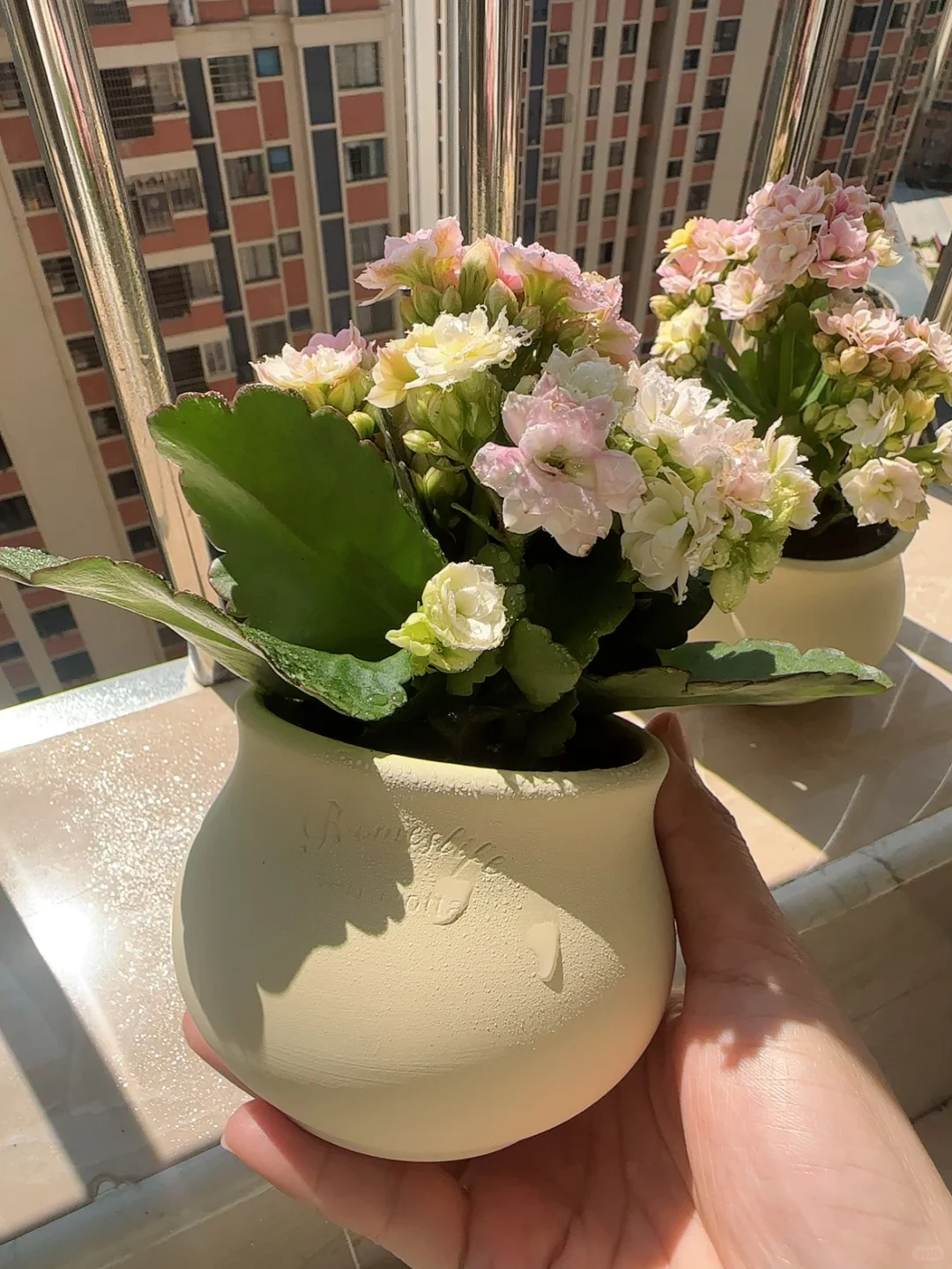 第一次觉得自己也是养花高手了?