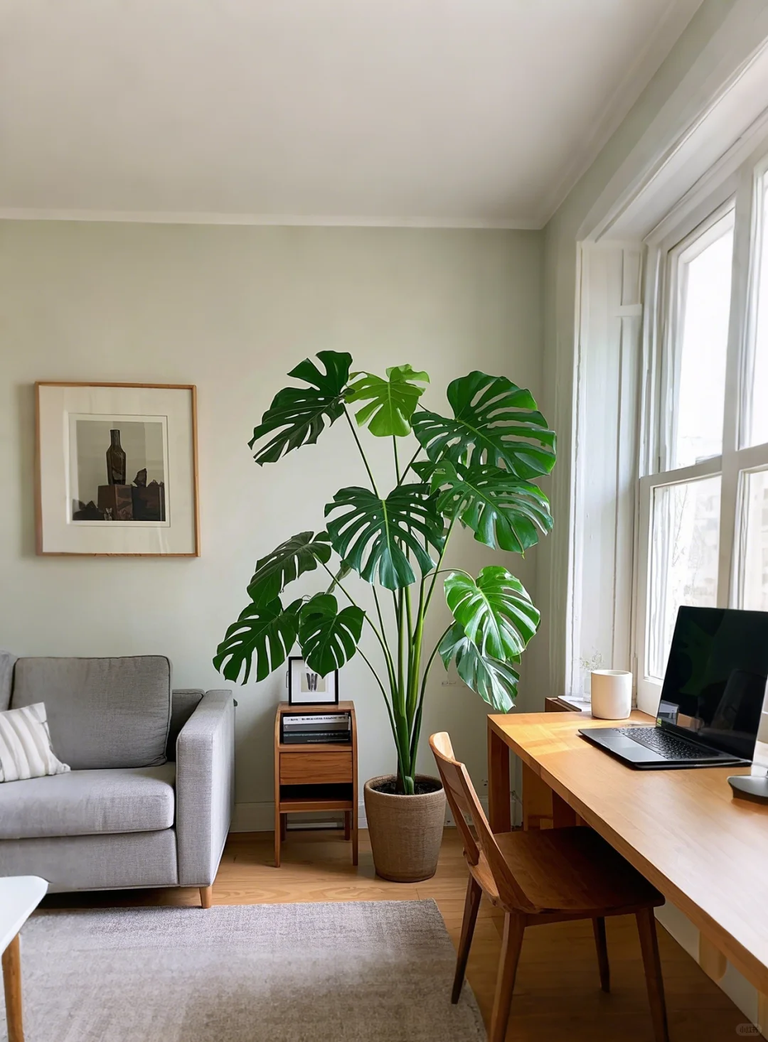 龟背竹｜家的阳光温度向导☺