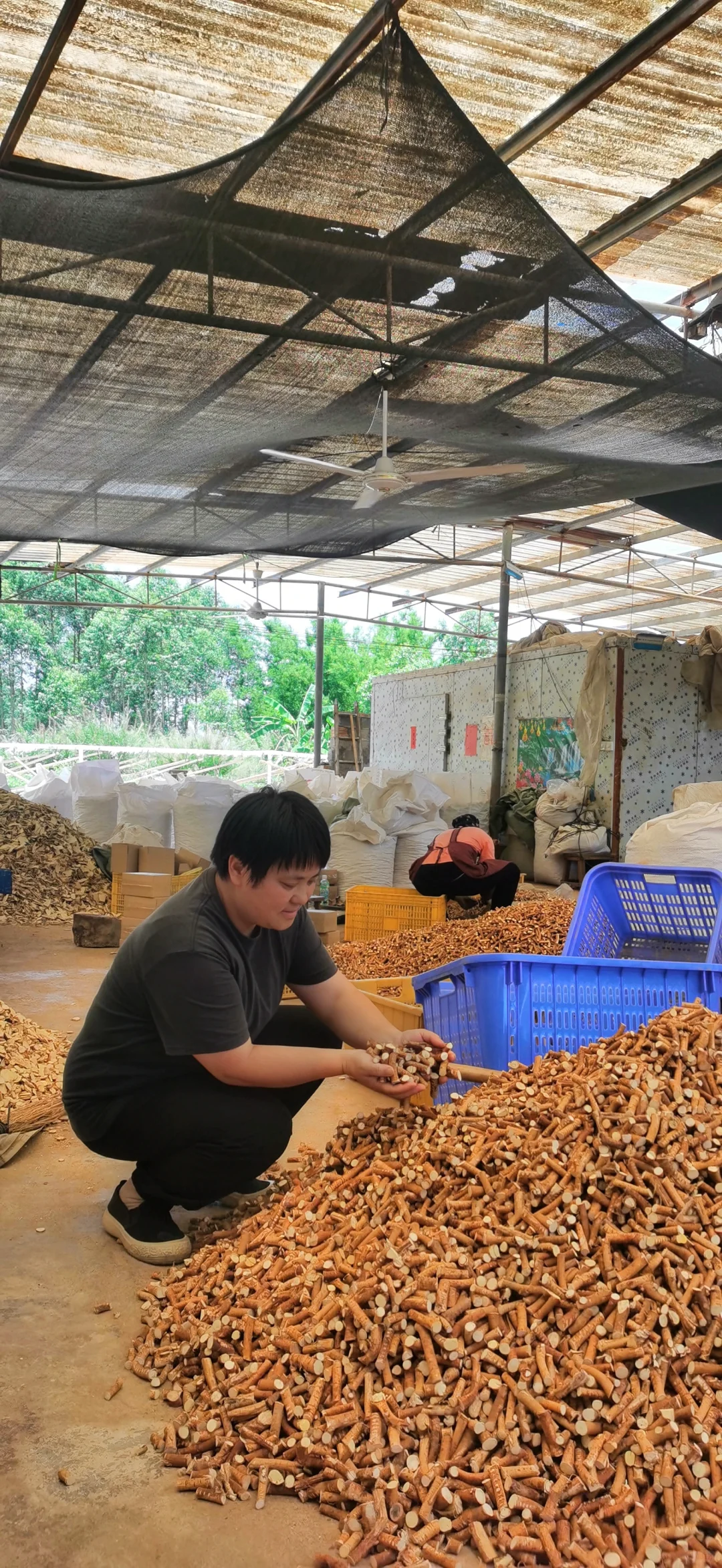 五指毛桃加工现场