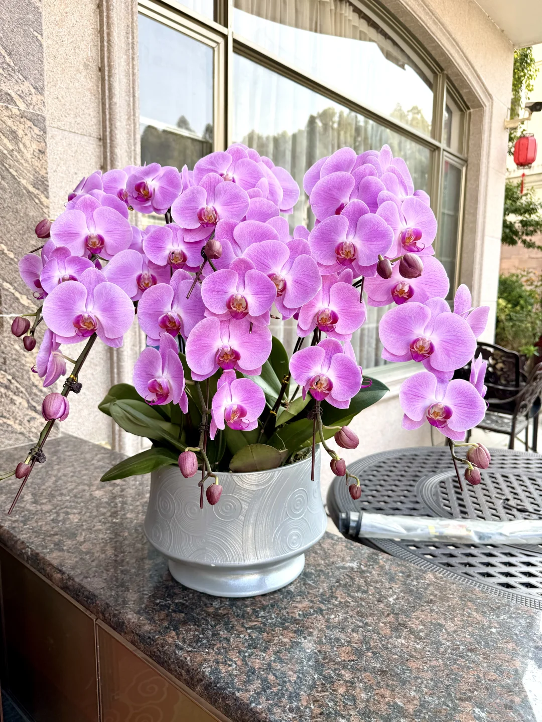 连盆十株230 ?顺德陈村蝴蝶兰下车！附地址~