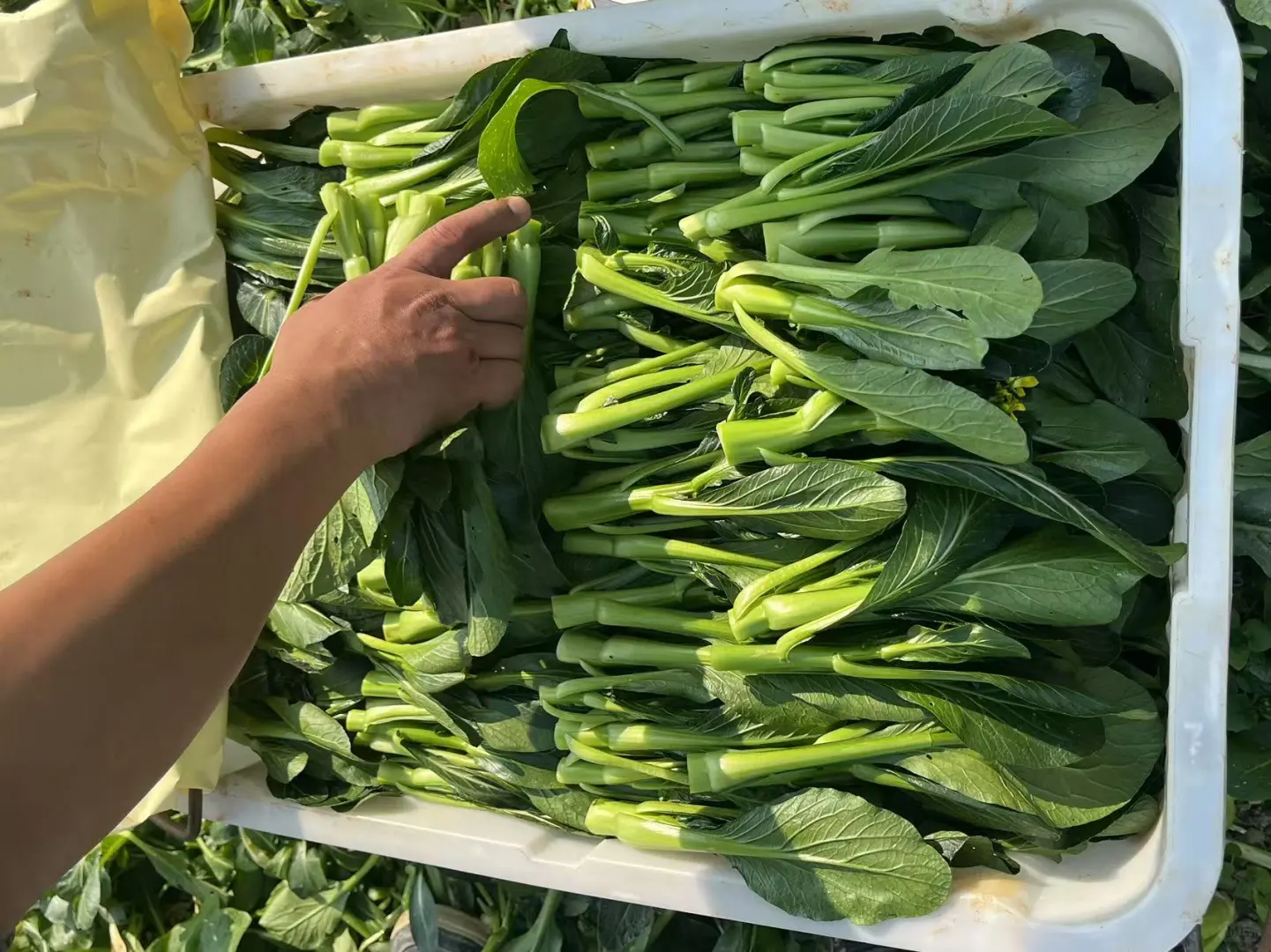 必看！适合一个人不折腾的副业