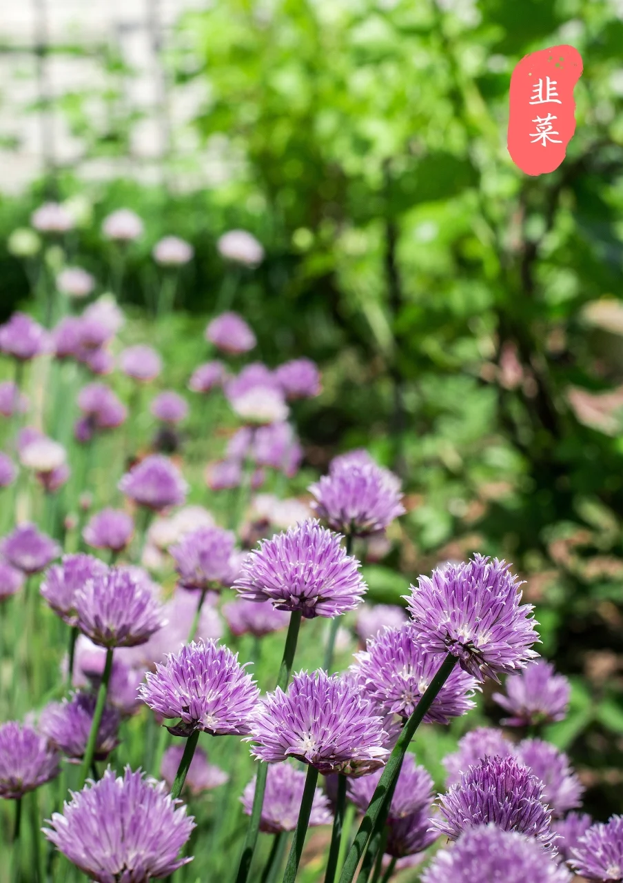 【蔬菜与花】看看爱吃的蔬菜，花?长什么样