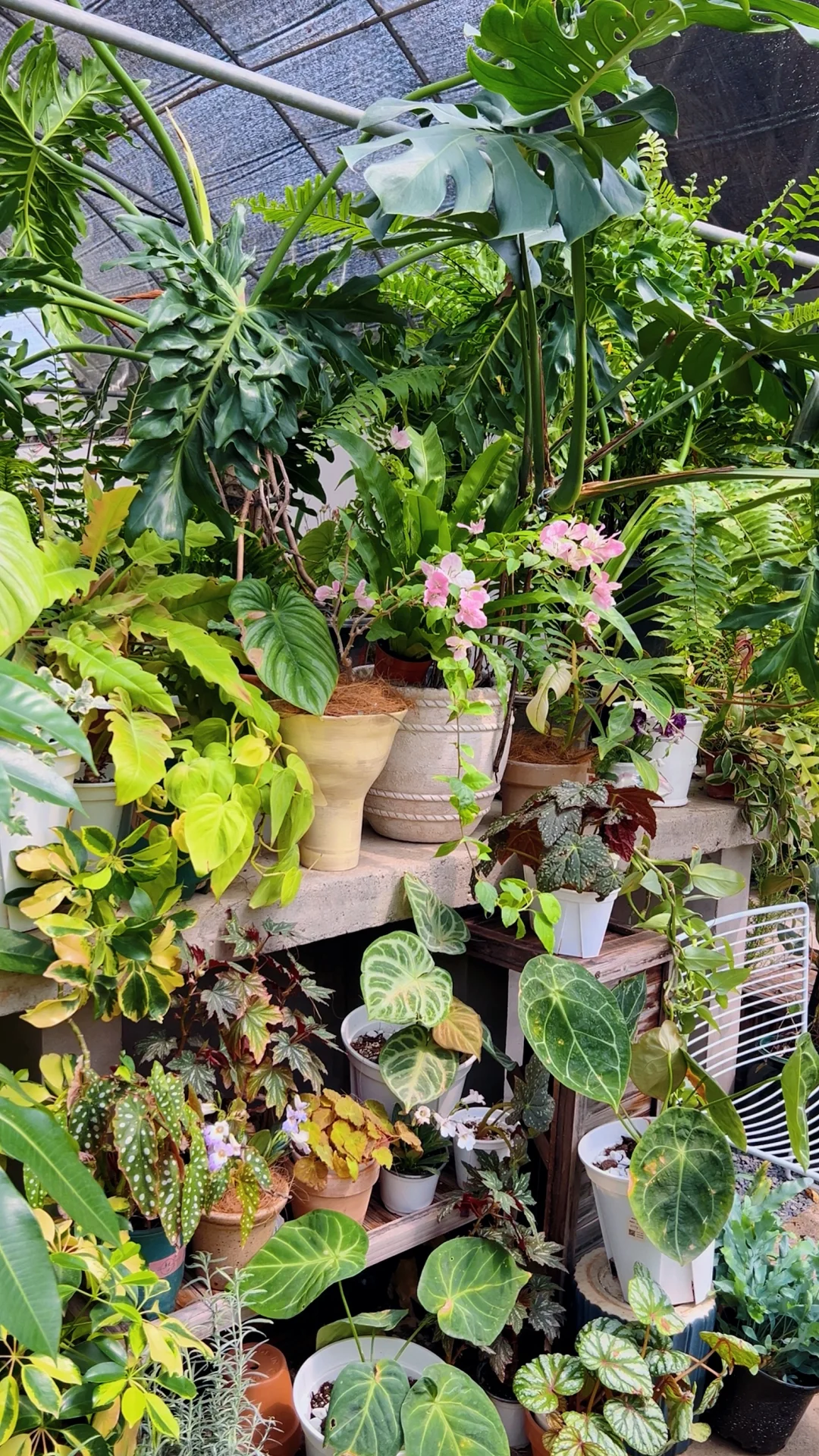 洛阳｜你不知道的买花地儿！(2025 最新实探)