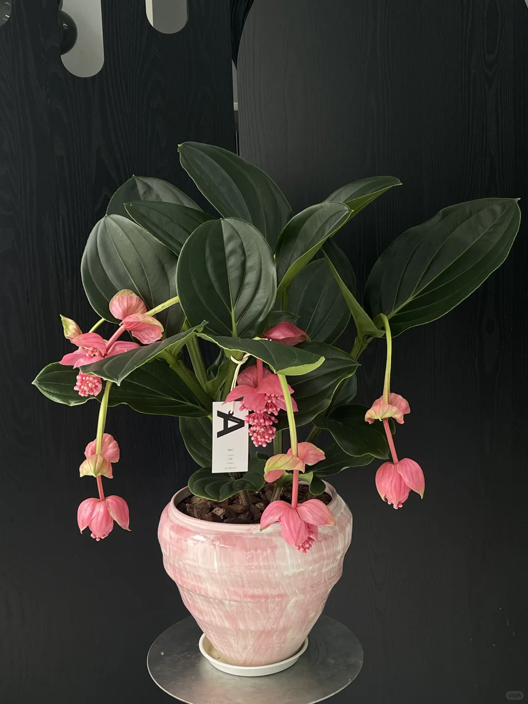 宝莲灯｜新昌花店