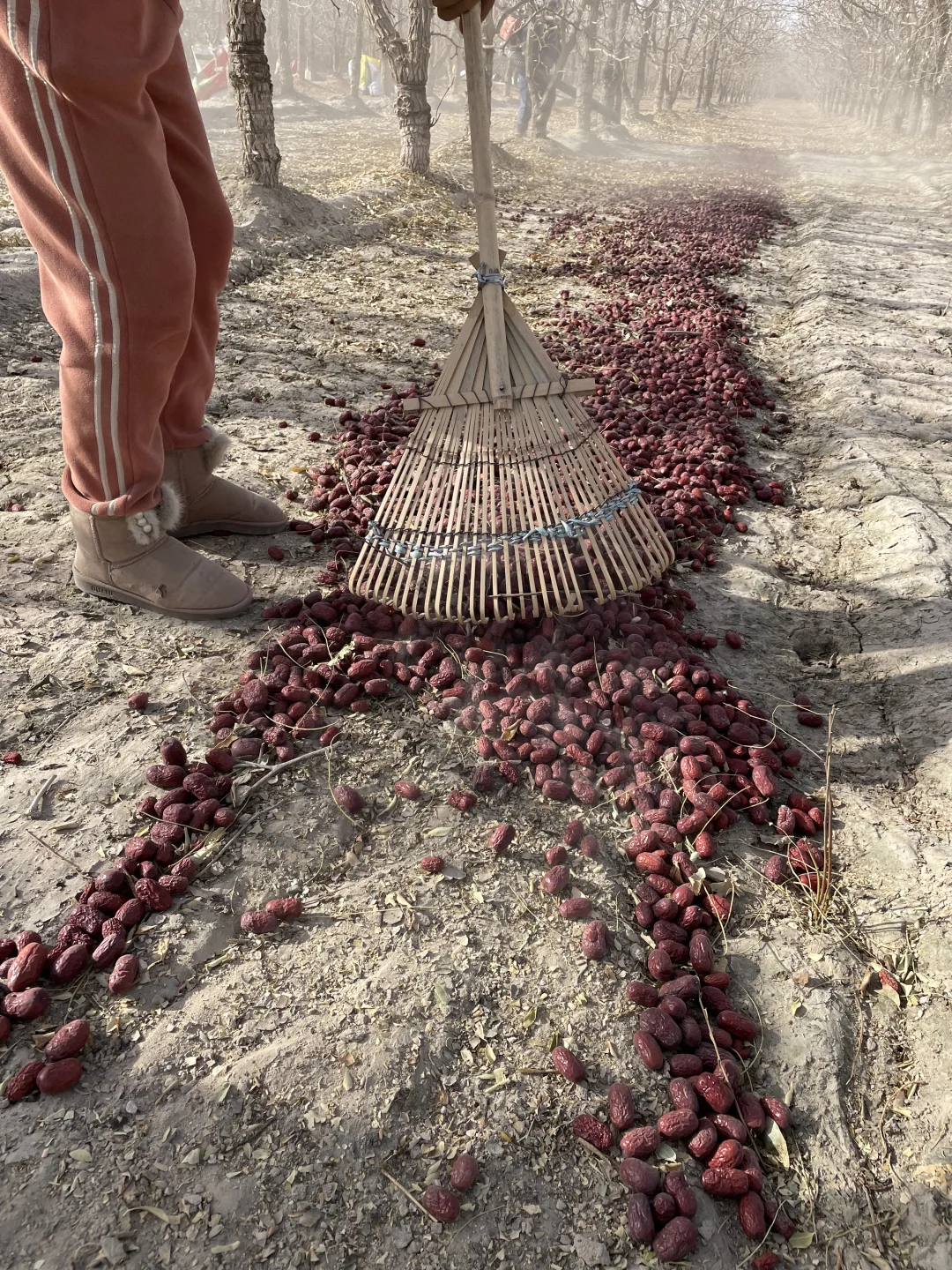 又懂了！新疆红枣原来是这样采收出来的