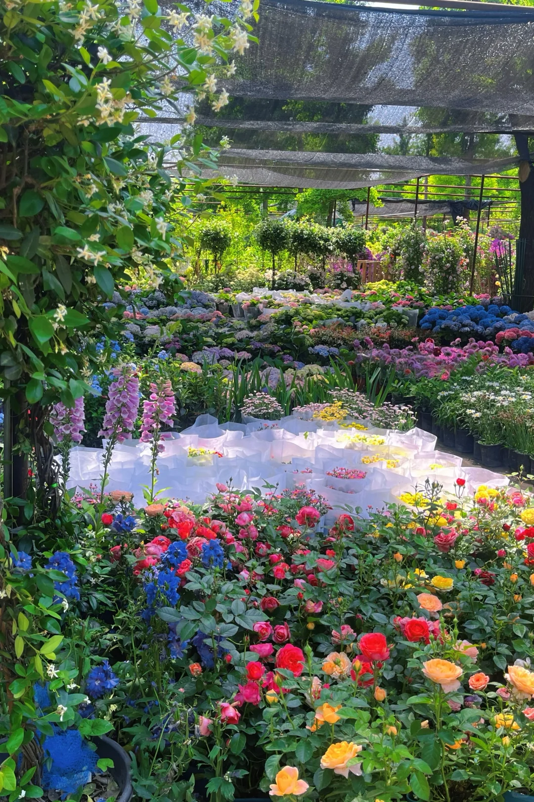 植物爱好者有自己的莫奈花园