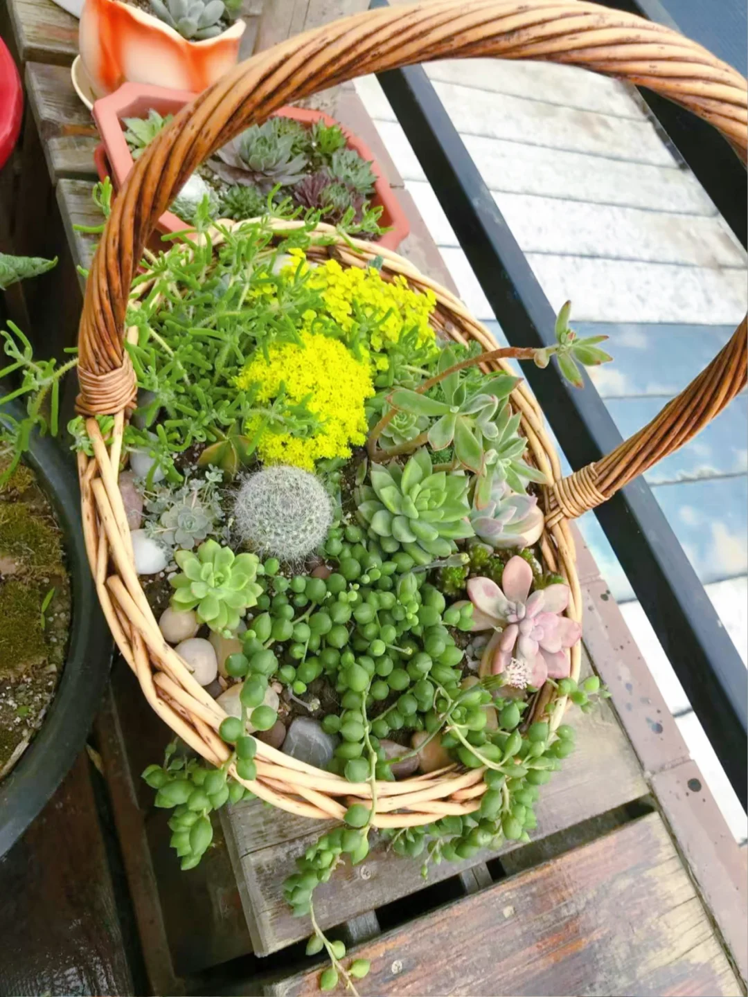 谁懂养花人的快乐?