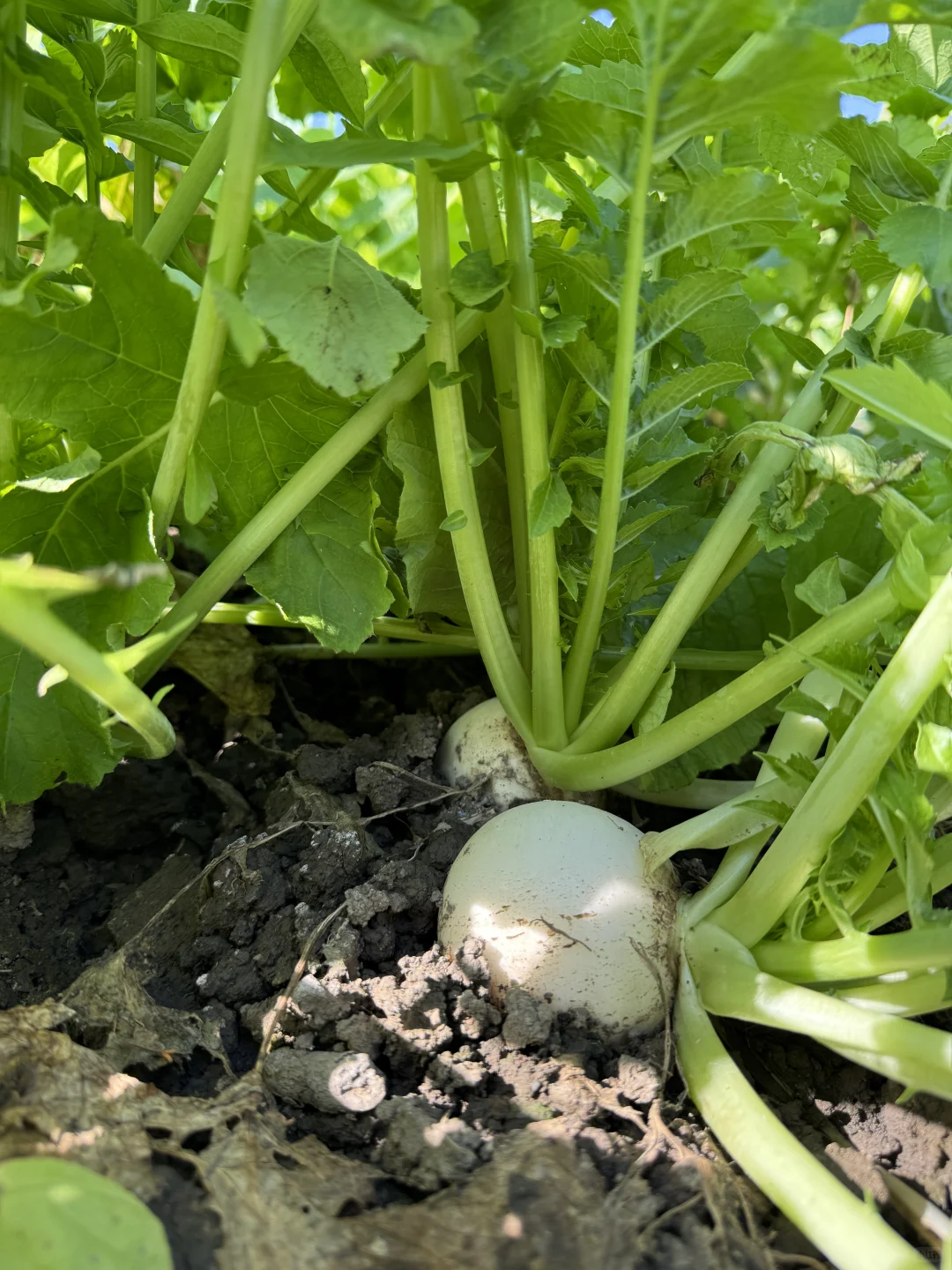 从菜地到菜篮！