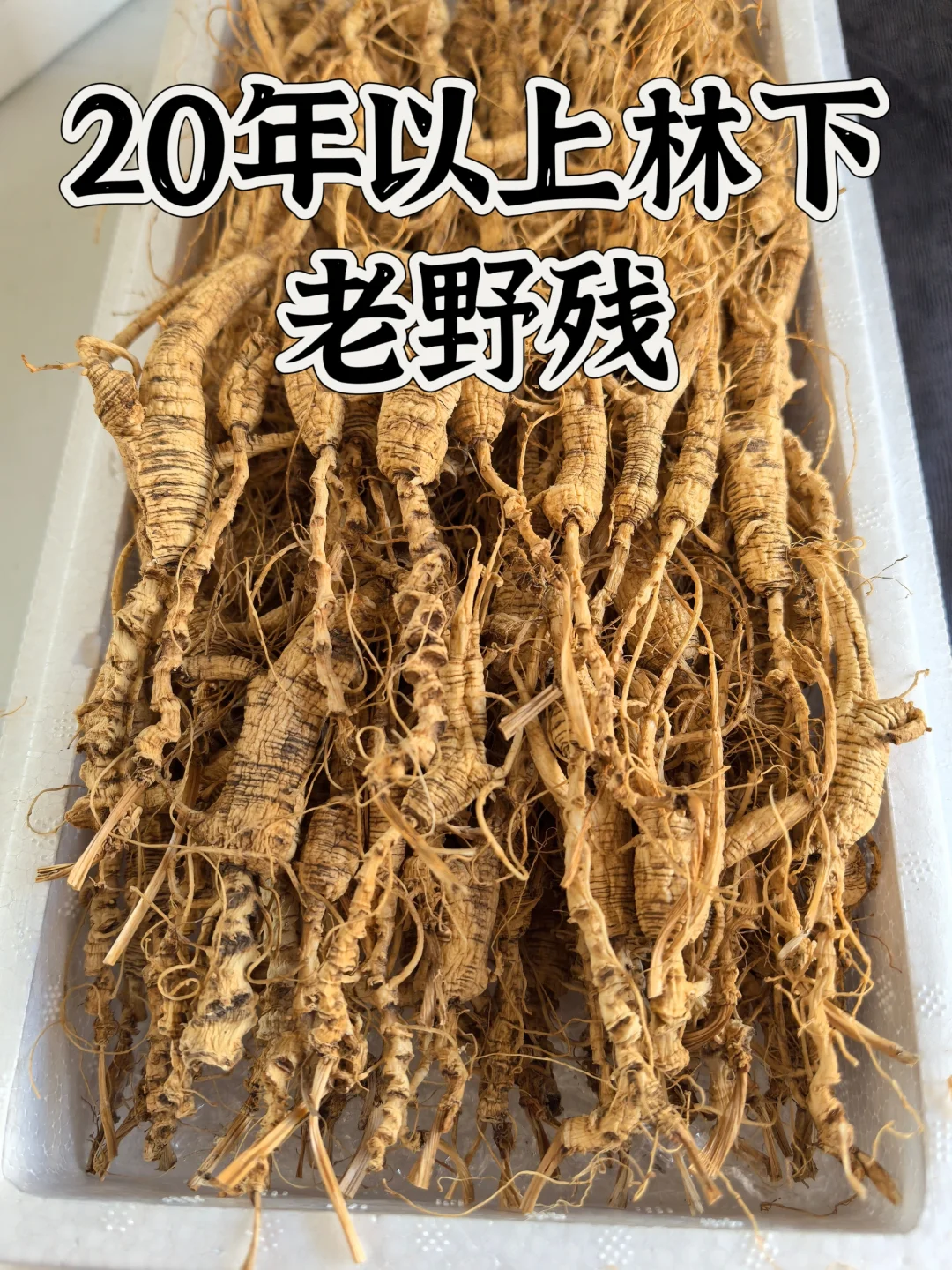 20年以上林下老野残