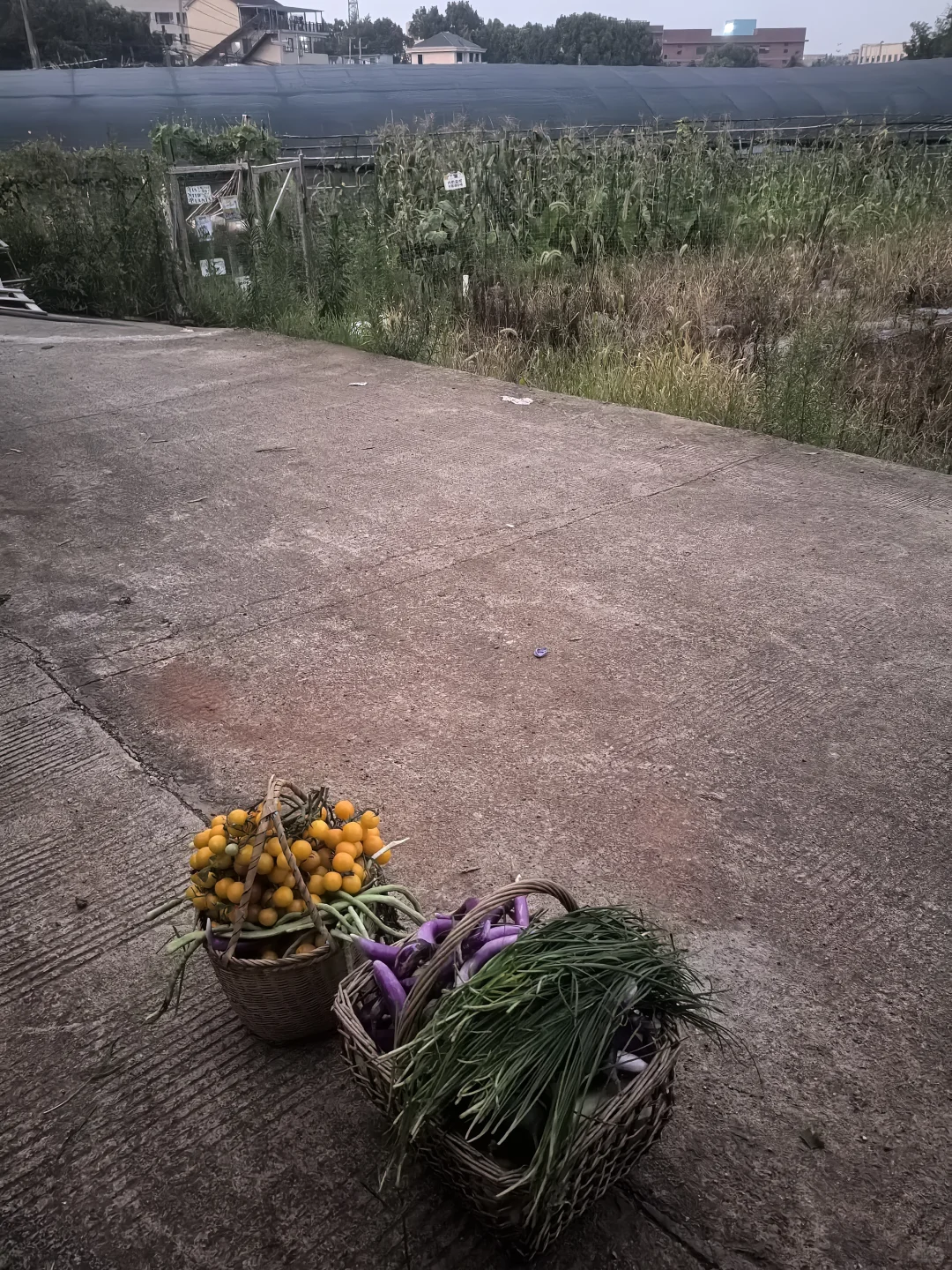 春播最后一批西红柿，明天开始整地迎接秋播