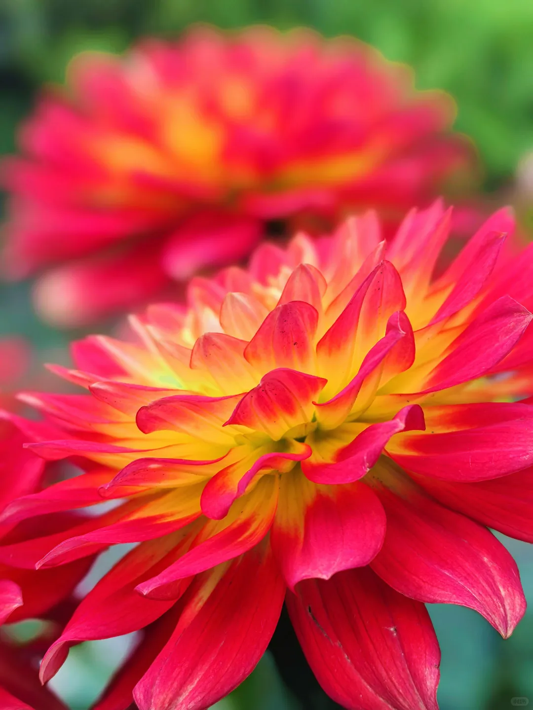 好看的花一定要分享给你（小丽花）